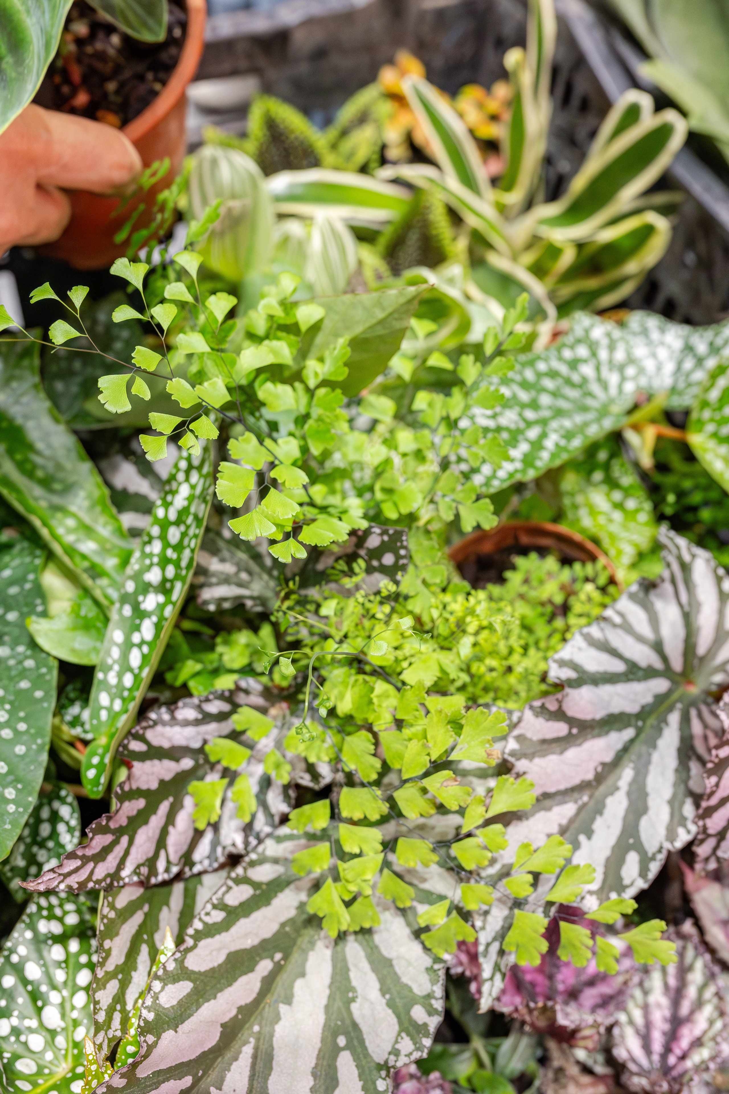 Монстериум апрель 2026. Александра Куликова фотограф, Москва