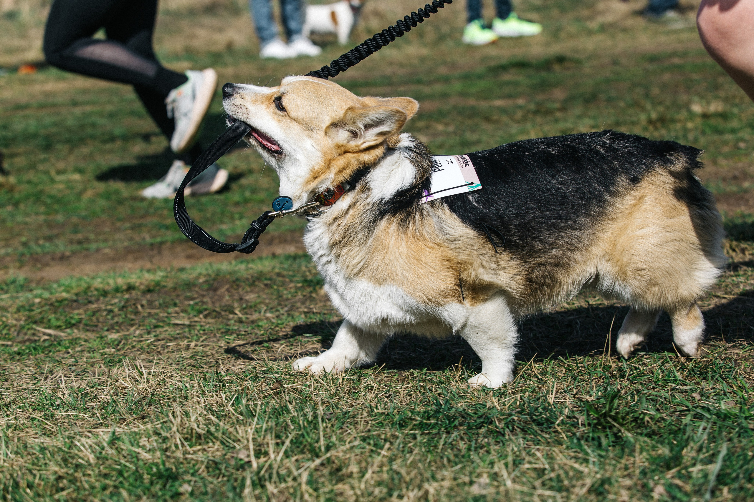 Кросс «Быстрый пёс» 2025. Репортажный фотограф в Москве