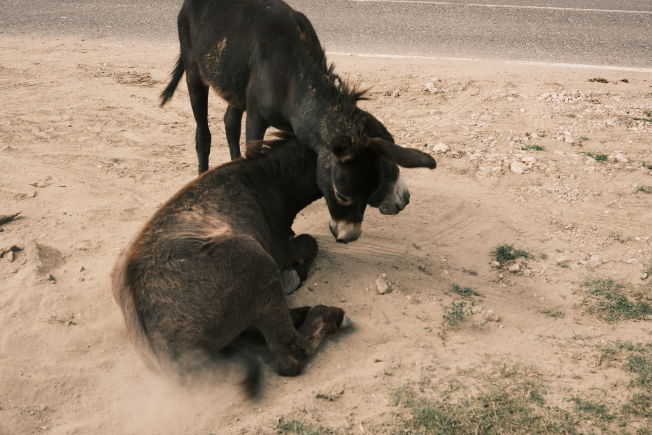 фотокартины и снимки для интерьера 