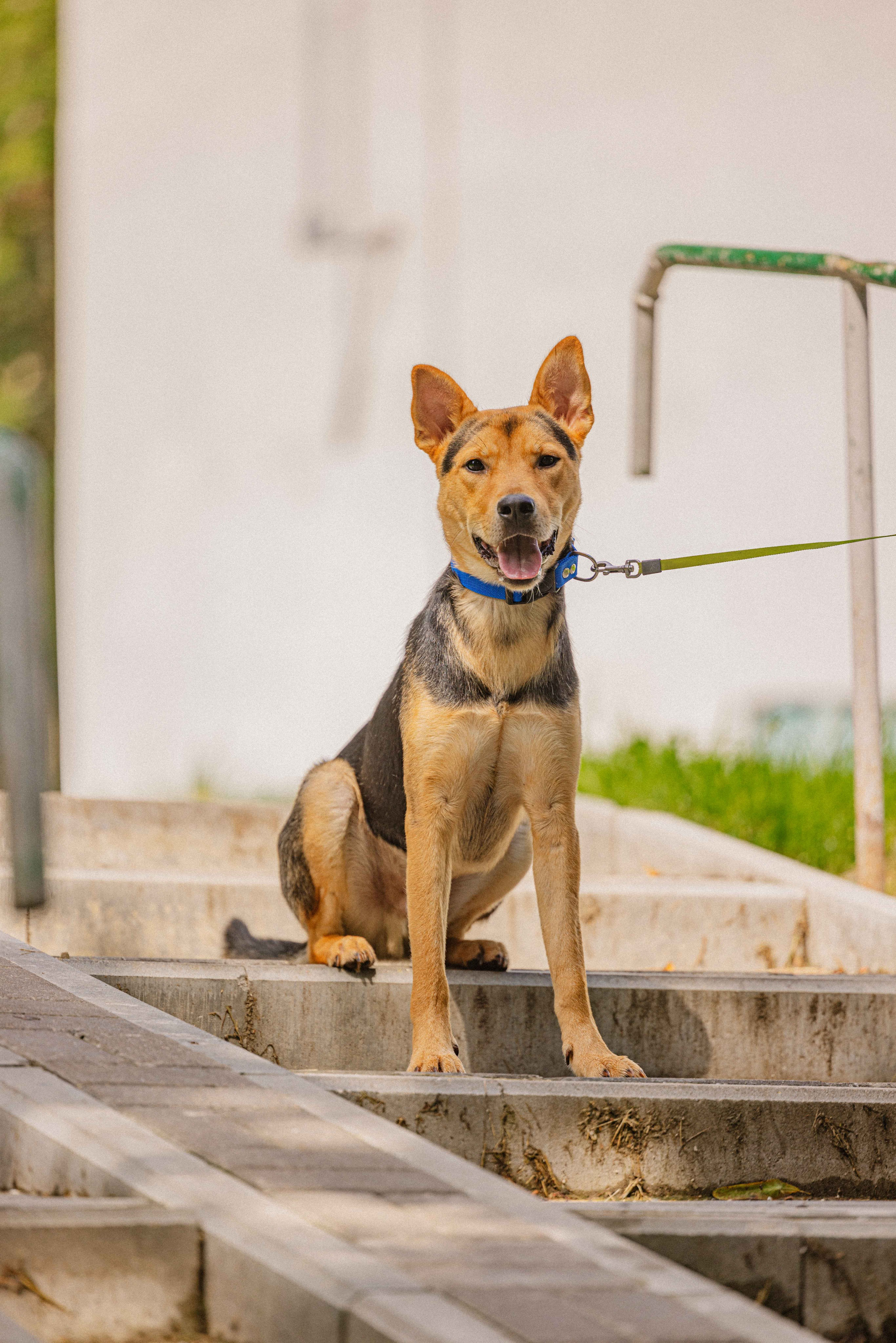 Джеки. Фотограф-анималист в Москве Лера Черноног
