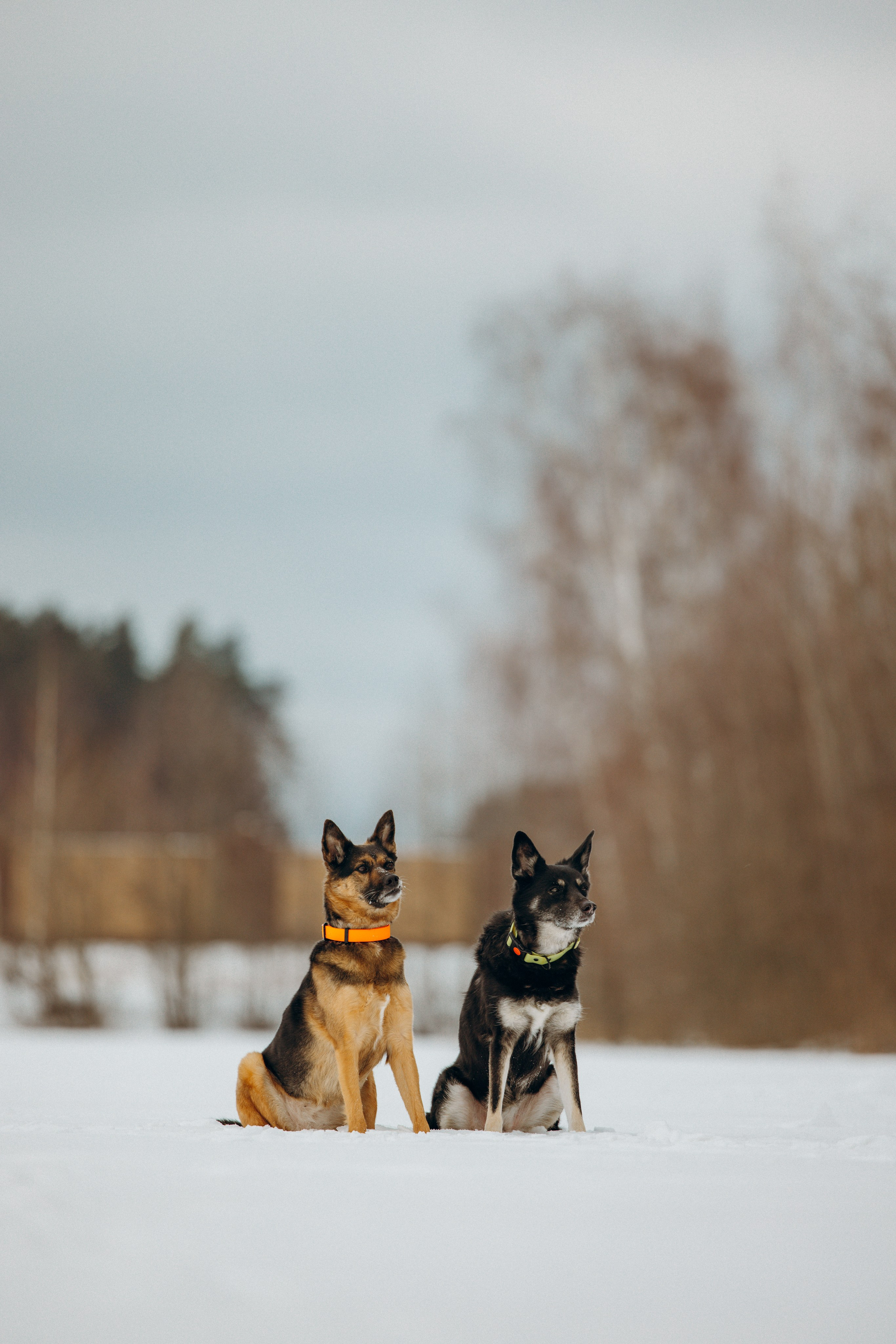 Ника, Матиша и Герда. Фотограф-анималист в Москве Лера Черноног