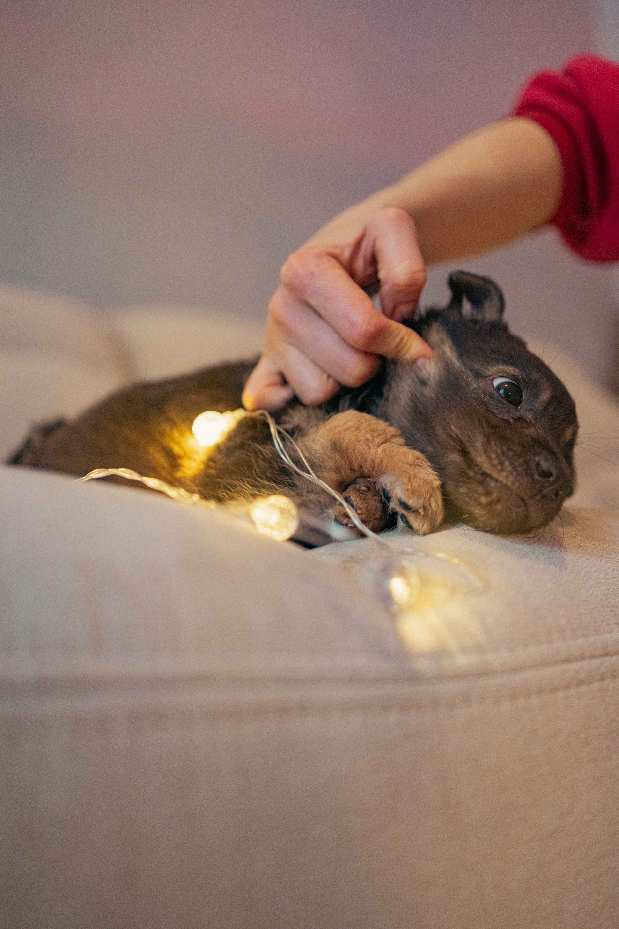 Пеппа. Фотограф-анималист в Москве Лера Черноног