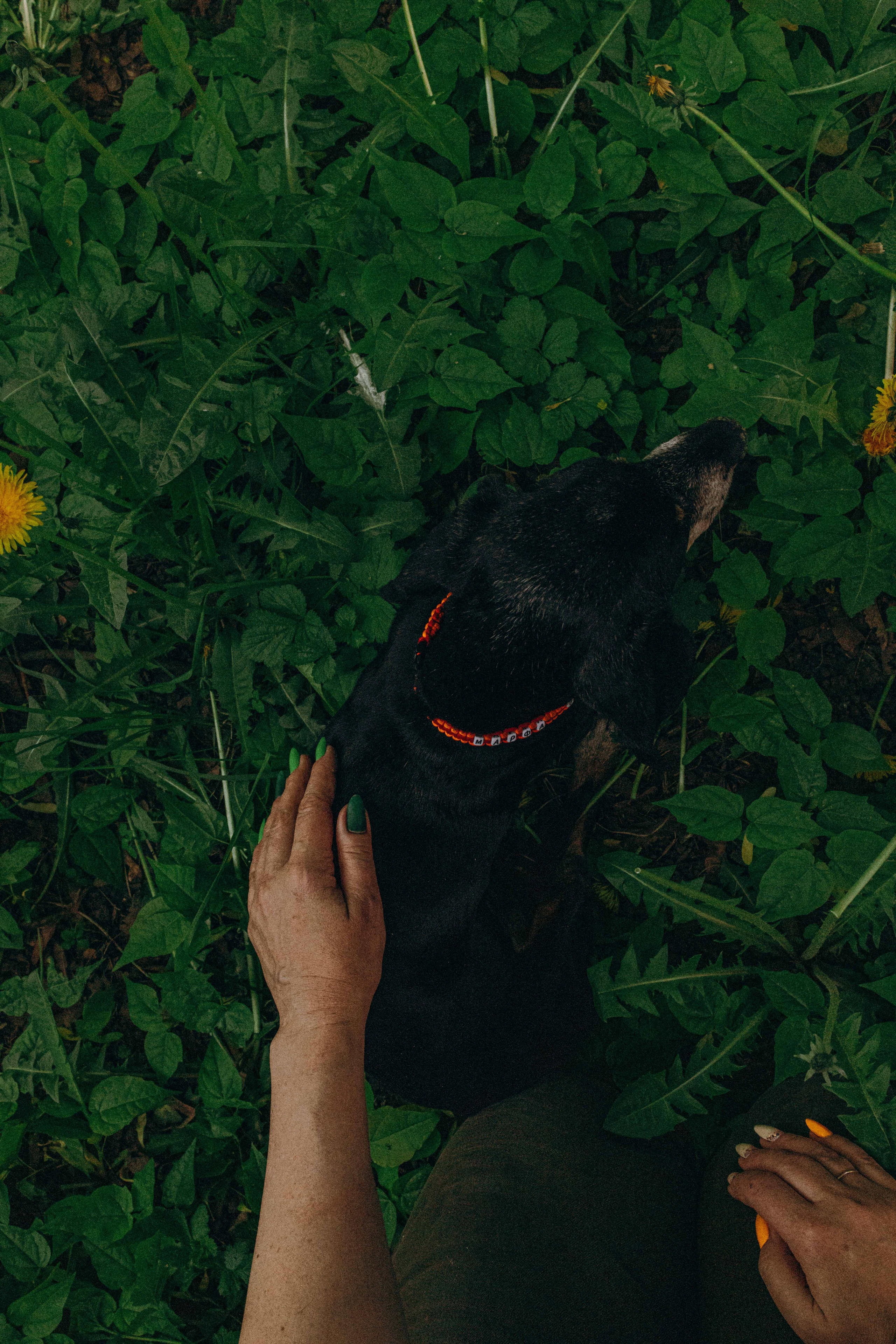 Наталья, Марфа и Норд. Фотограф-анималист в Москве Лера Черноног