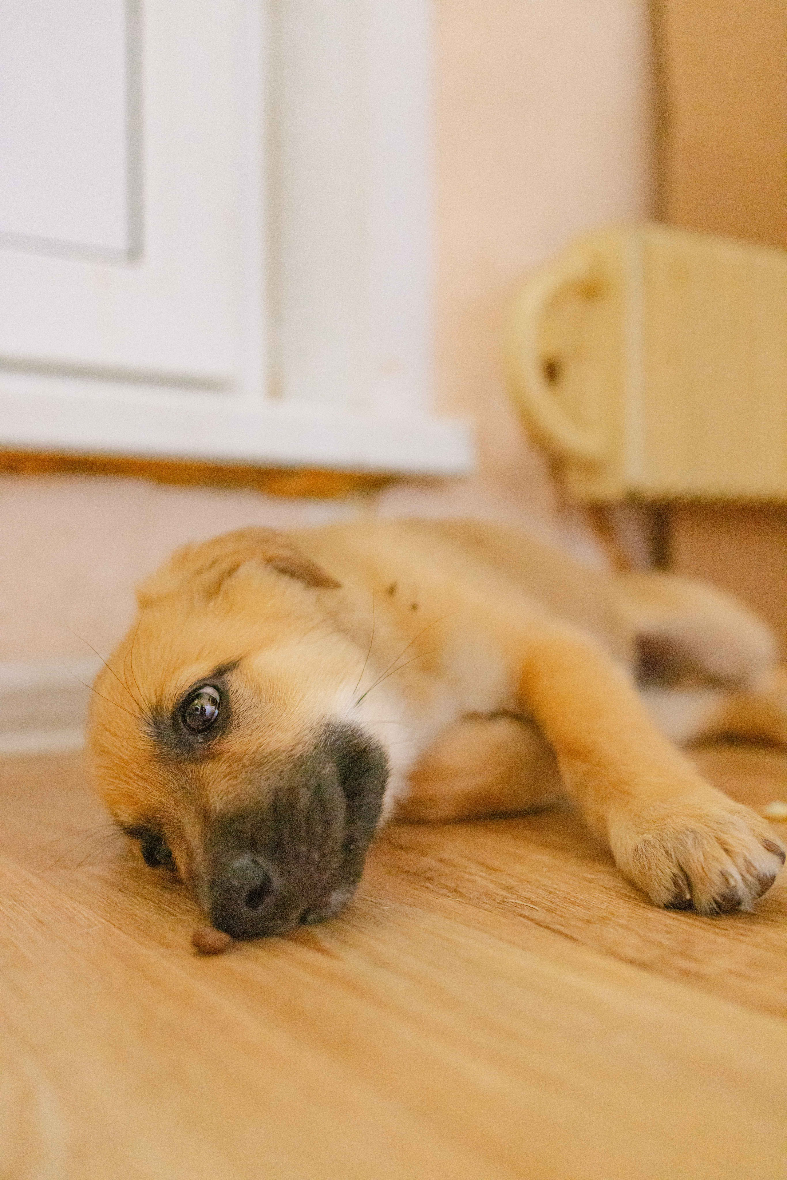 Щеночки на кухне. Фотограф-анималист в Москве Лера Черноног
