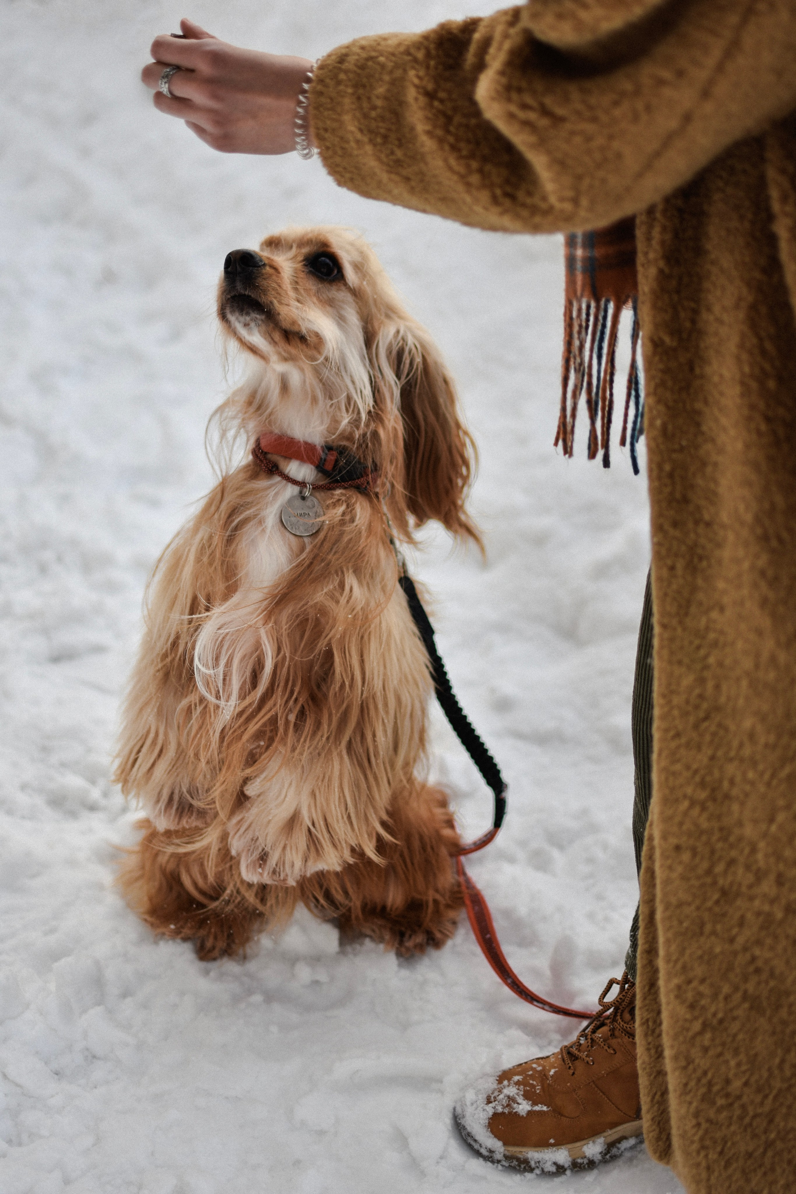 Мира и Даша. Фотограф-анималист Ксения Шевцова|Москва