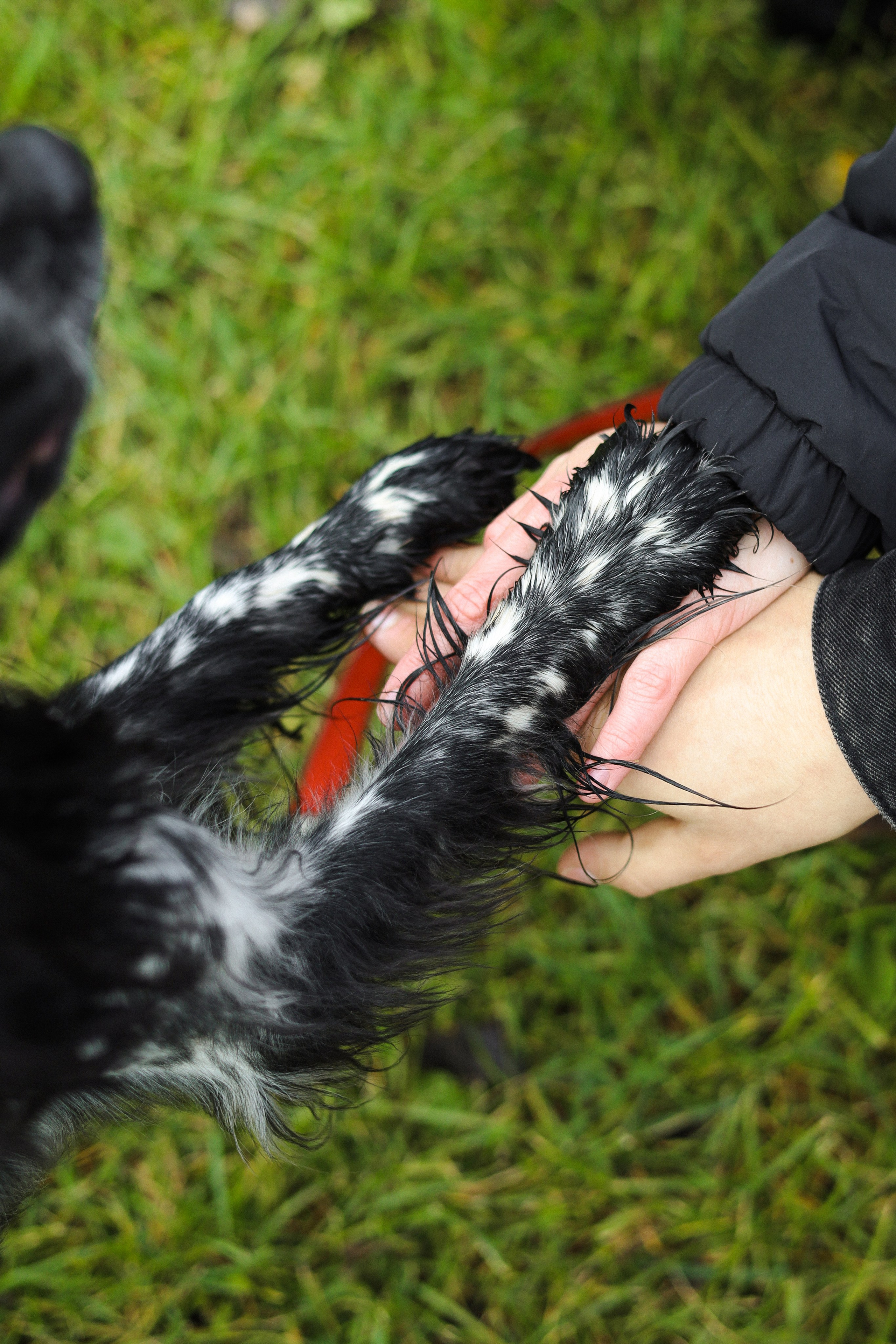 Милка, Вероника и Тимофей. Фотограф-анималист Ксения Шевцова|Москва