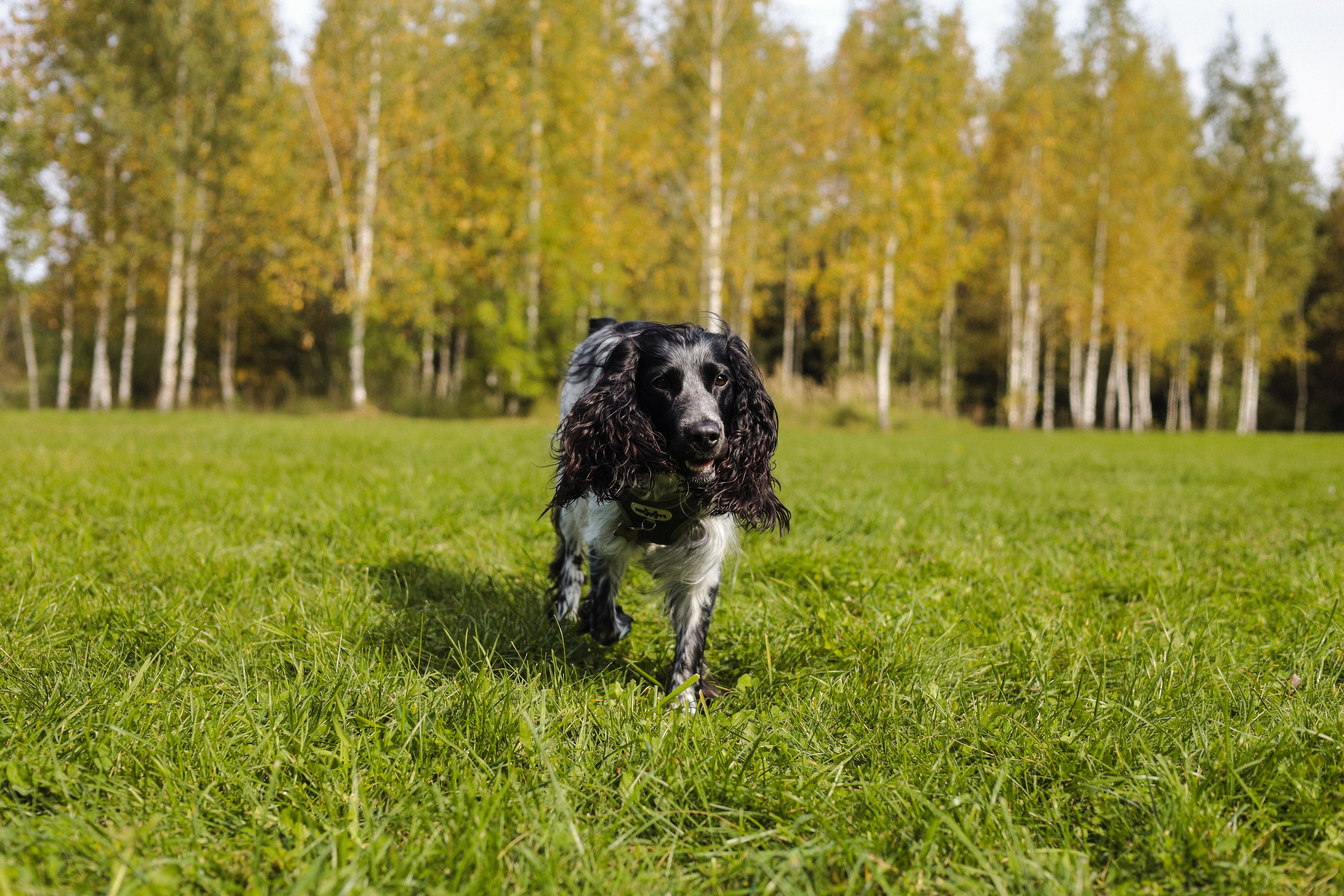 Купер и его семья. Фотограф-анималист Ксения Шевцова|Москва