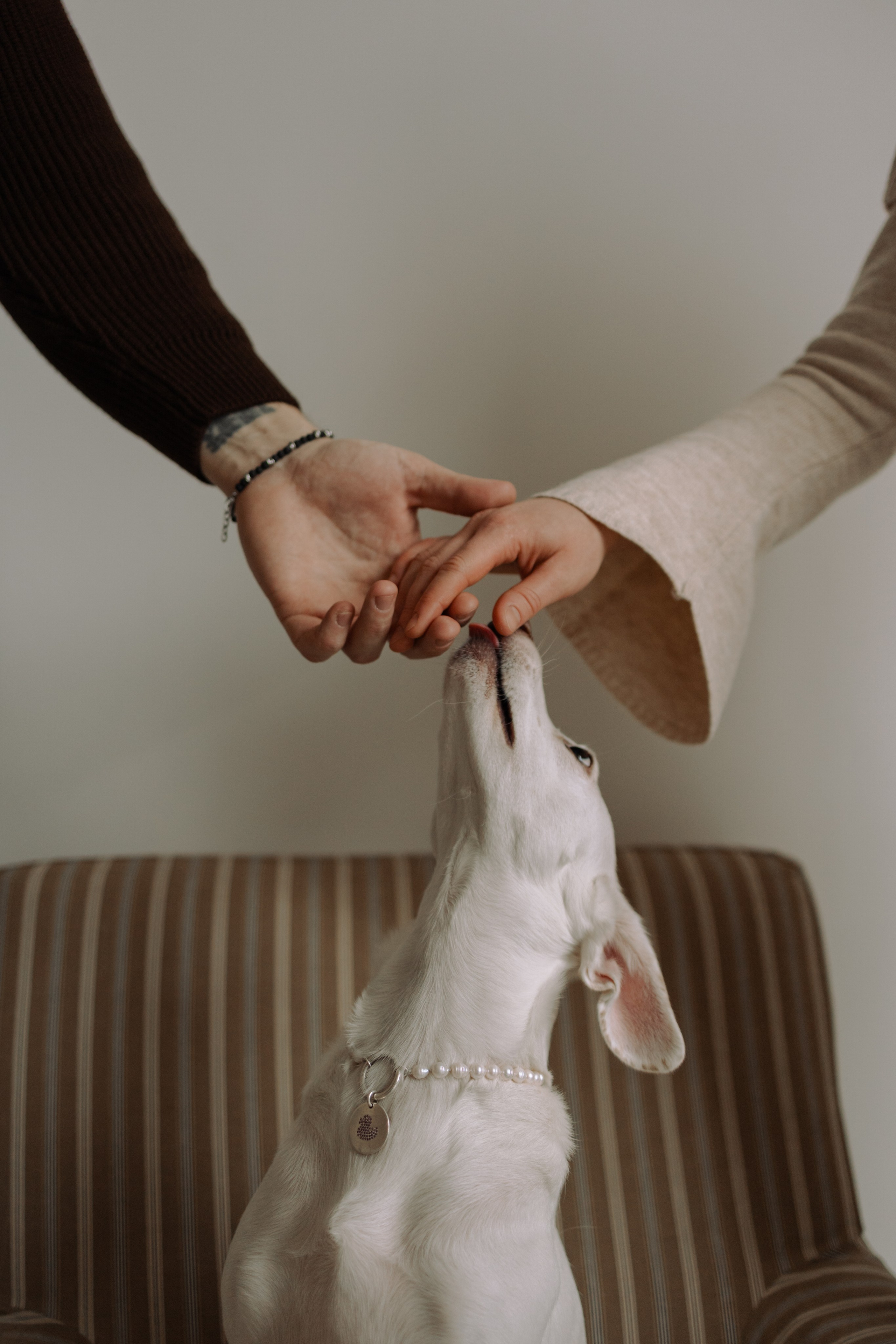 Луна и ее семья. Фотограф — Анималист | Санкт-Петербург