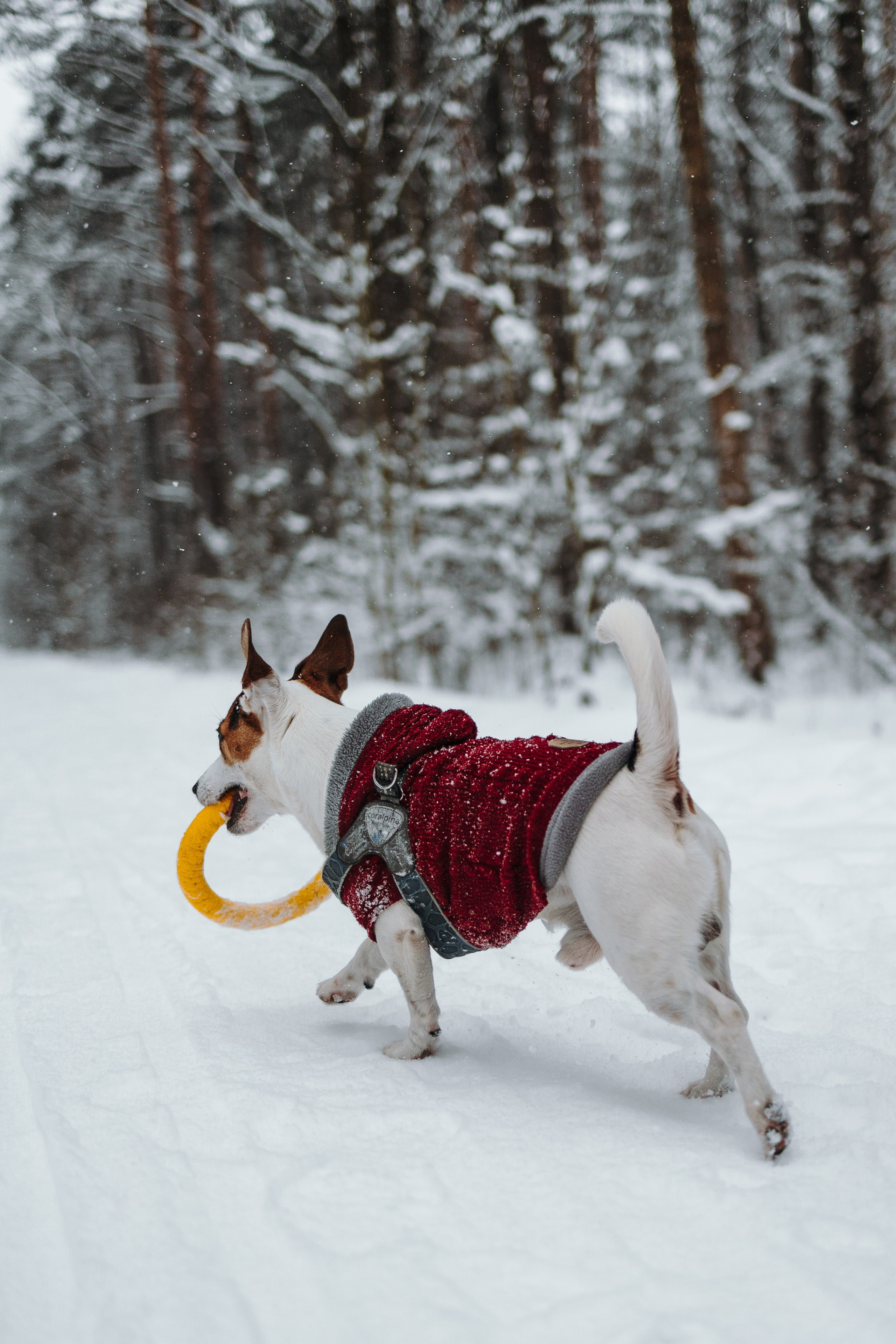 Мики и его семья. Фотограф — Анималист | Санкт-Петербург