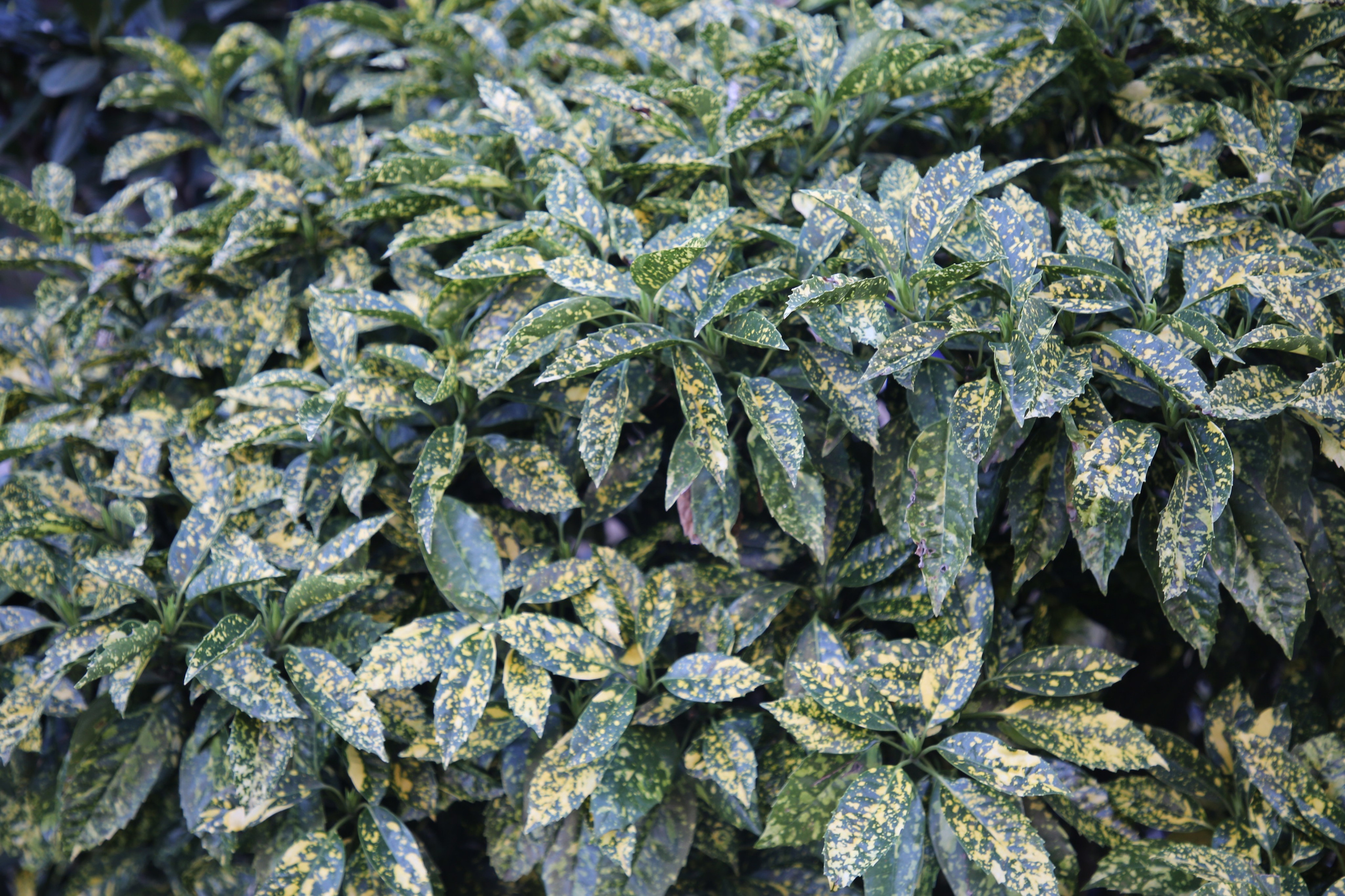 Geneva, Switzerland. Andrey Filippov Photographer