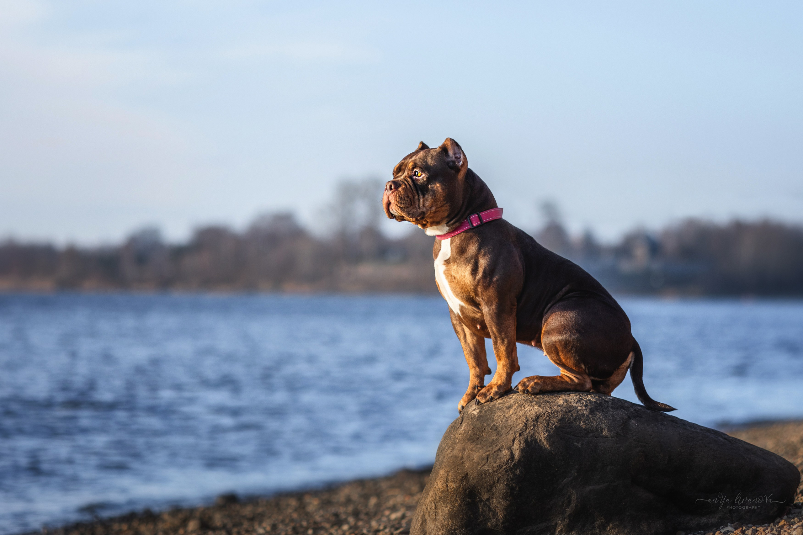 Луна. Фотограф анималист Аня Ливанова | Рыбинск