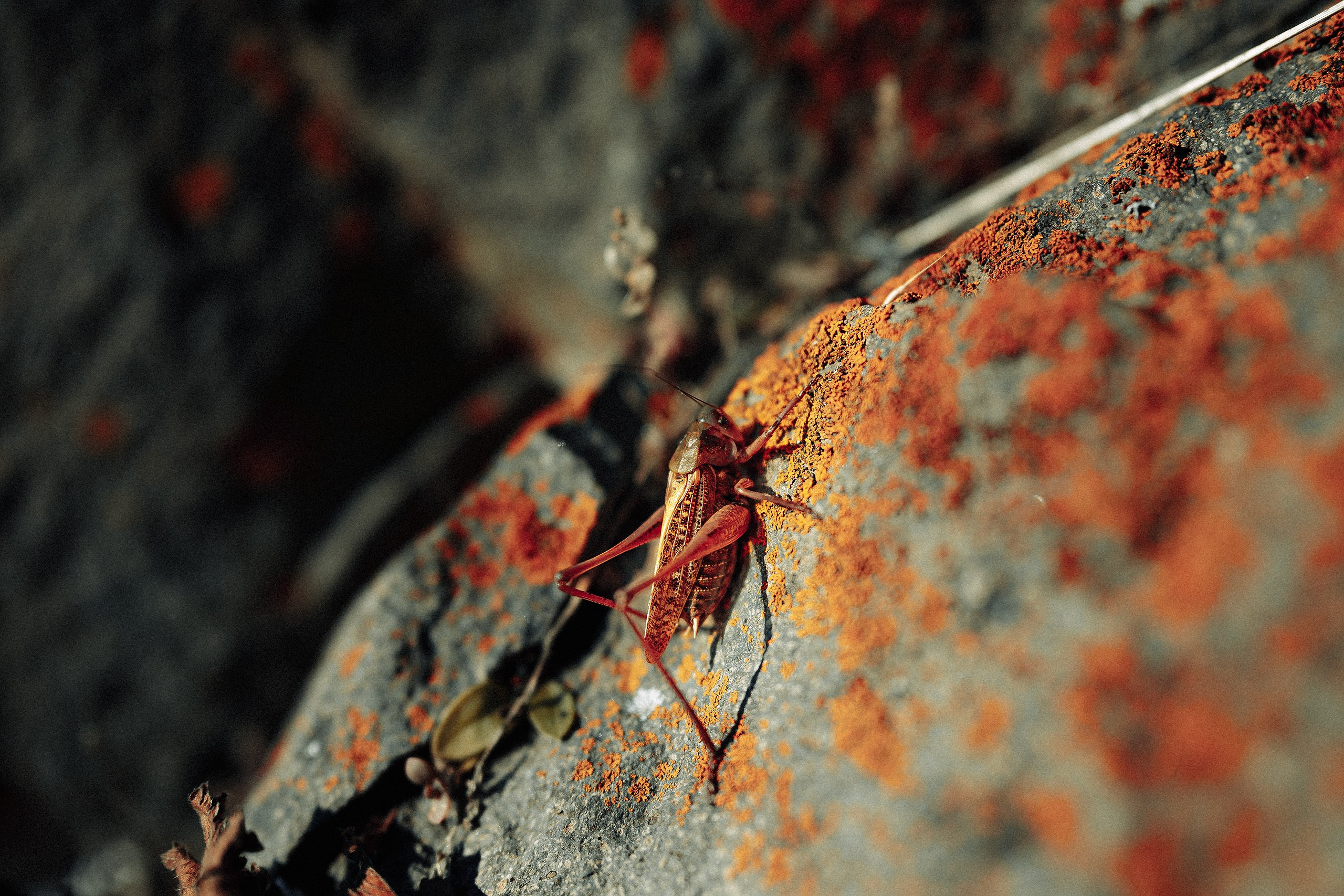 Сахалин | Север