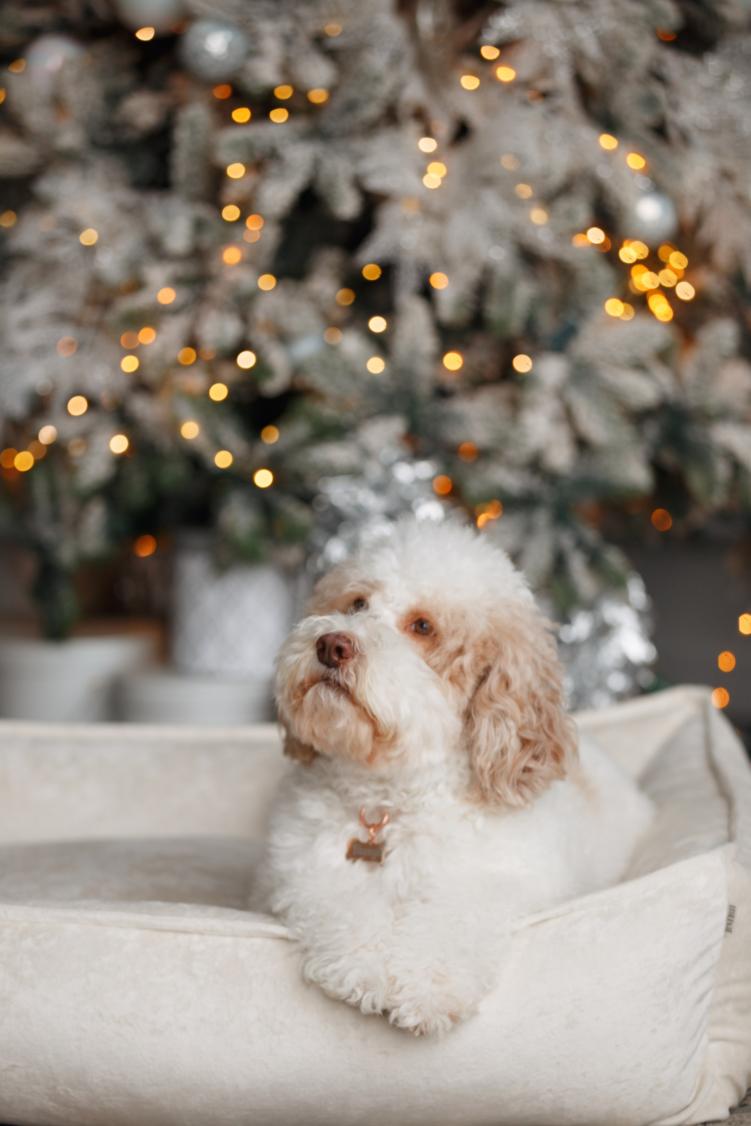 Bmbh лежанки и адресники. Фотограф анималист Кристина Карпова, Москва