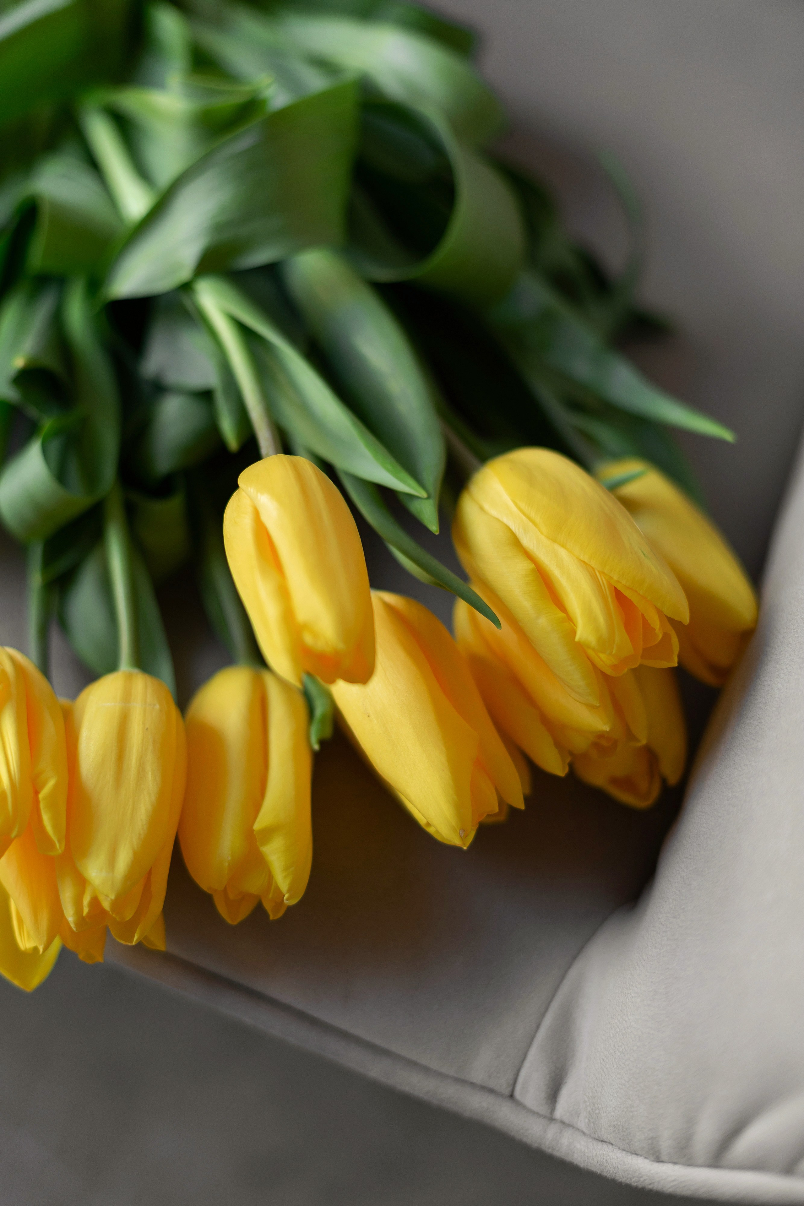 Фотосессия девушки с тюльпанами. Свадебный и портретный фотограф в Санкт-Петербурге Надежда Чечулина