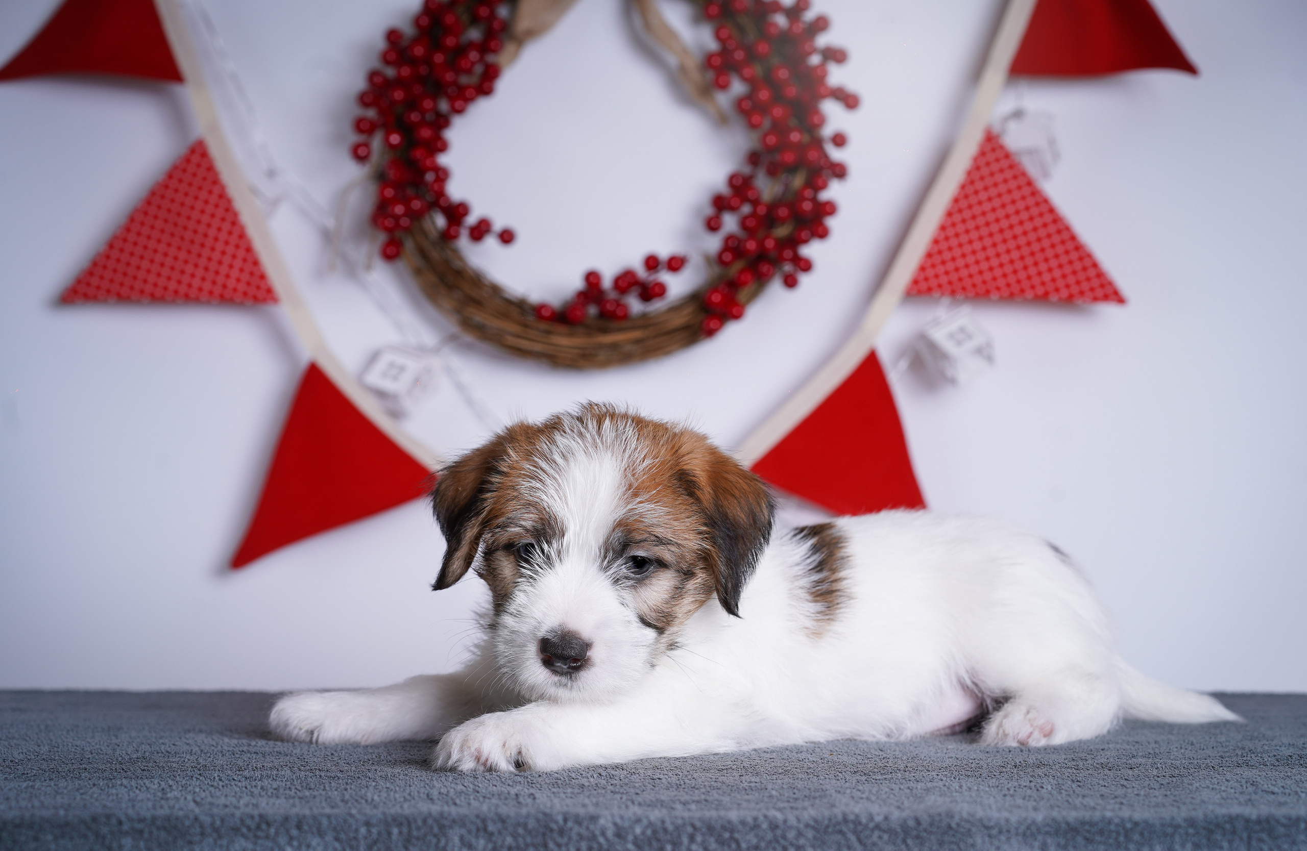 Щенки джек-рассела. Фотограф-анималист в Санкт-Петербурге Яна Мартынова