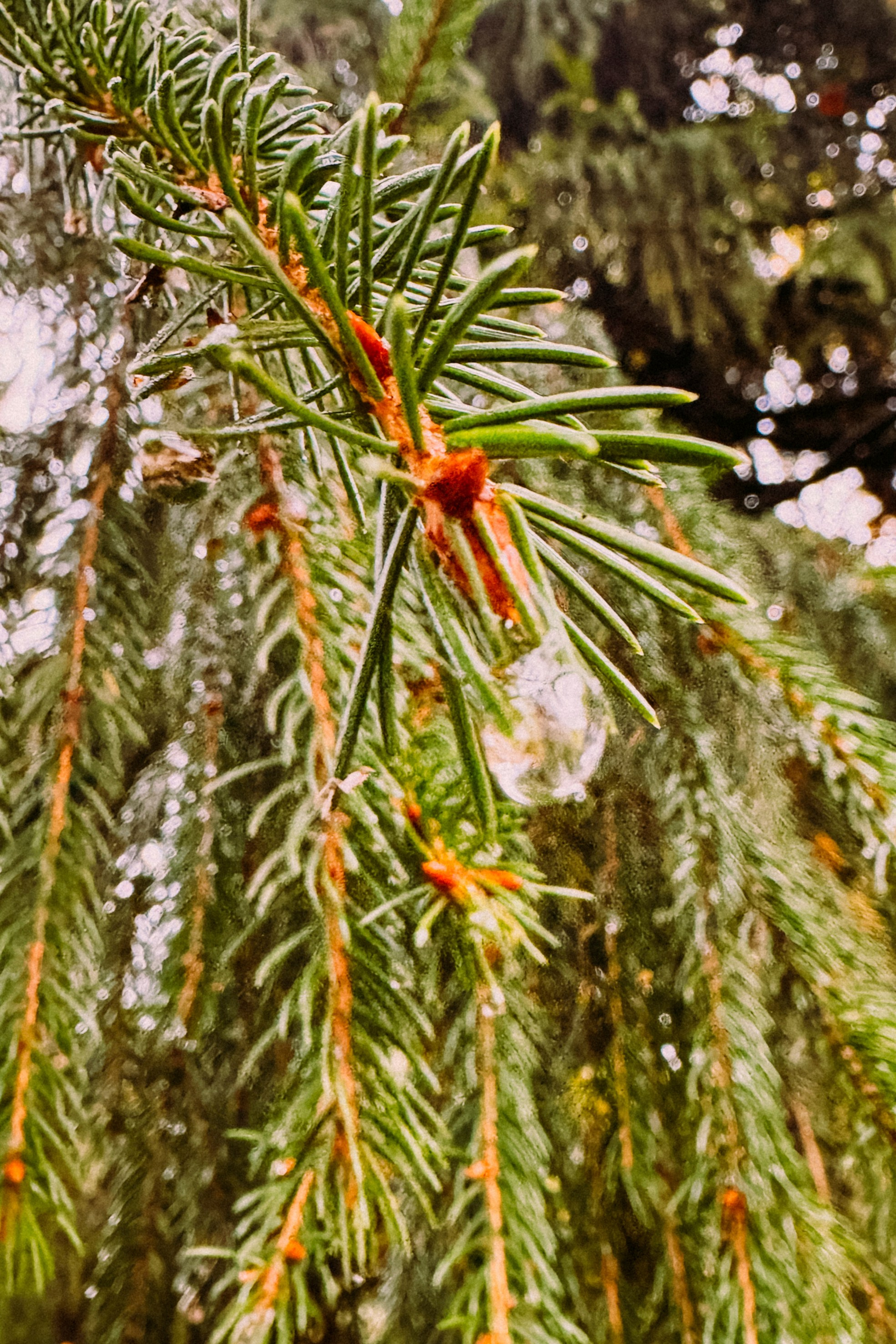 Природа. Команда фотографов Кристины Ивановой