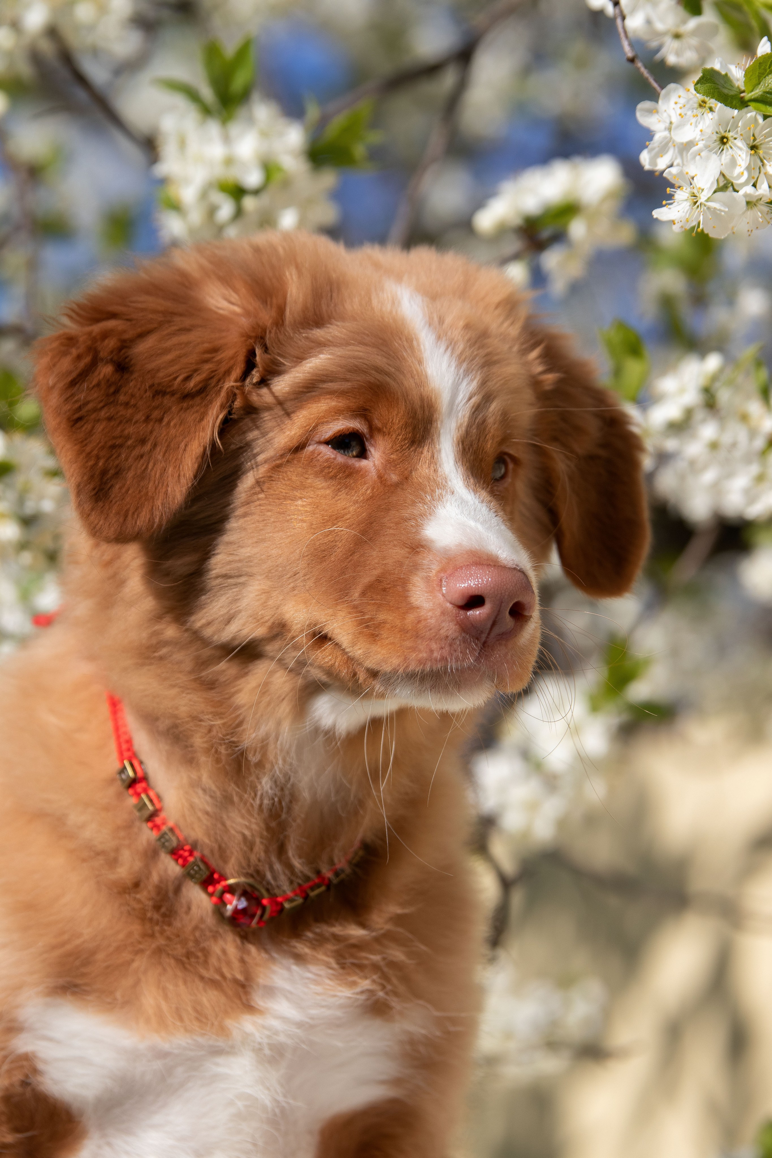 Новошотландский ретривер. Юлия Микульская. Рыбинск