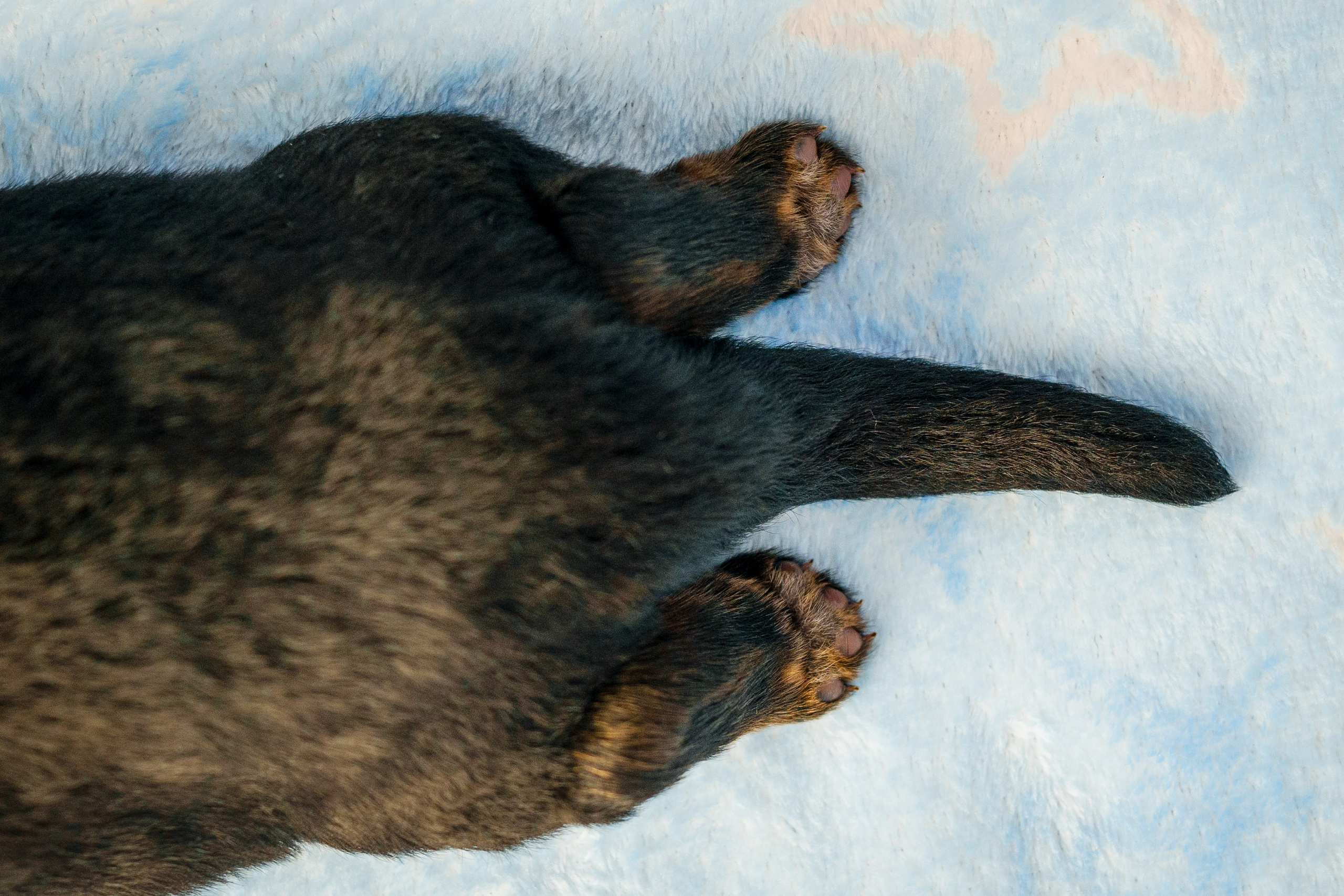 Новорожденные немецкие овчарки. Фотограф-анималист Анастасия Большакова