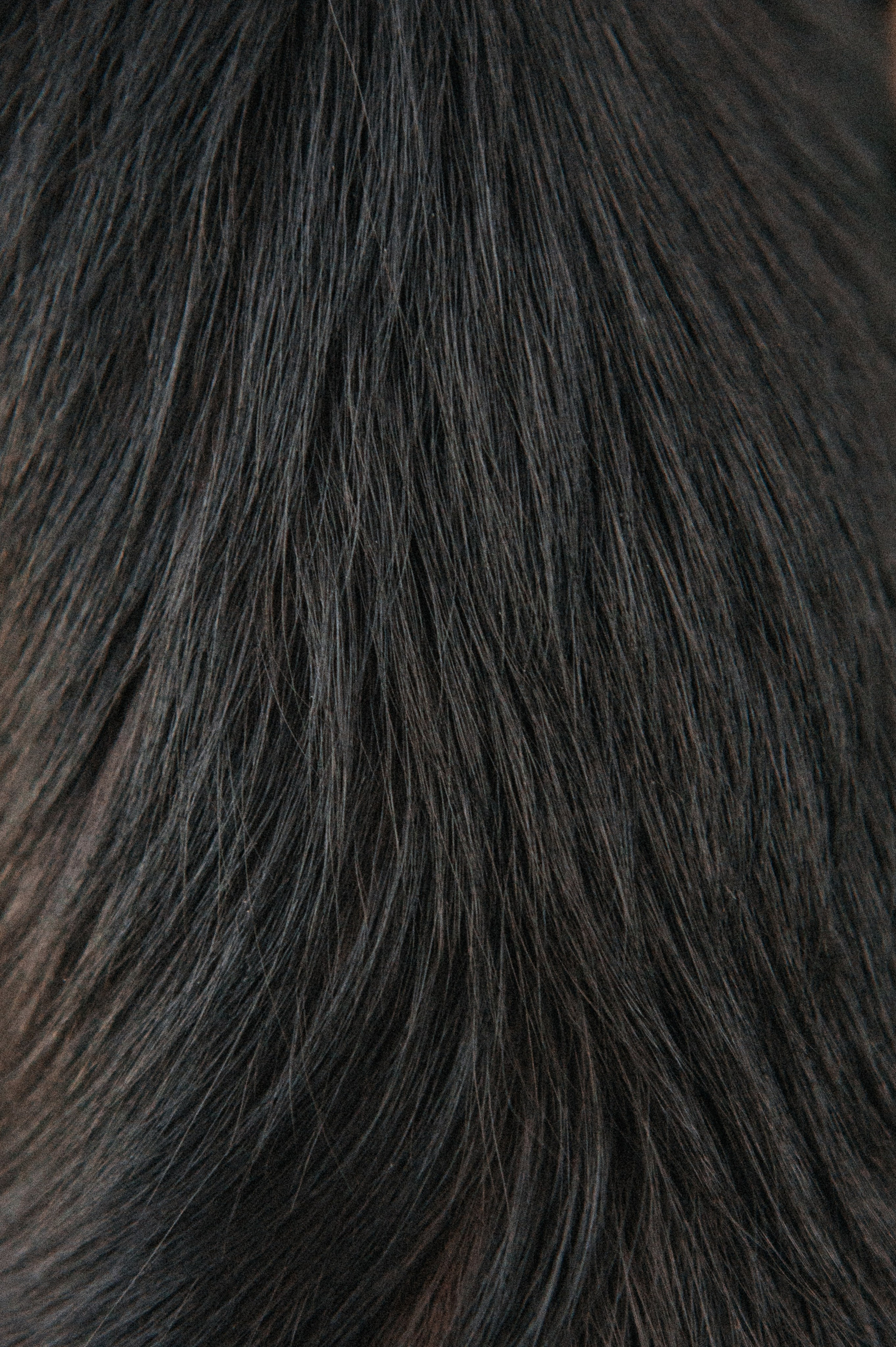 Лера, Илья и чихуахуа Наоми (Нижний Новгород, 2024). Анна Пушина, фотограф, Москва, Королев, Пушкино