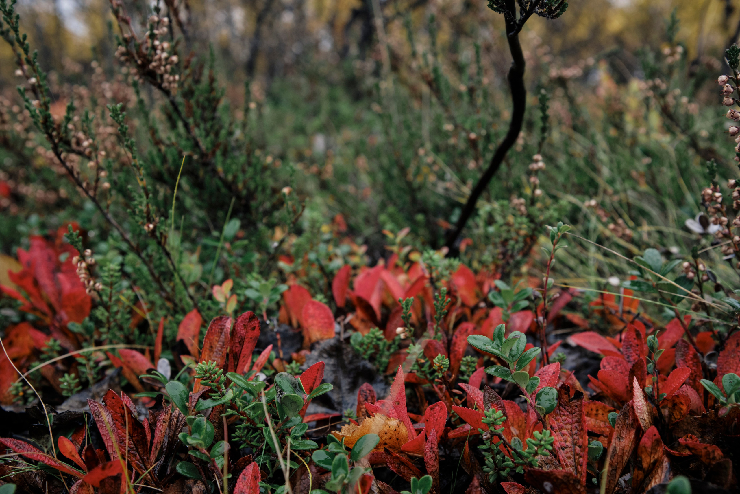 Поездка в Мурманск. Заметки и фото. Елена Павленко. Фотограф. Москва