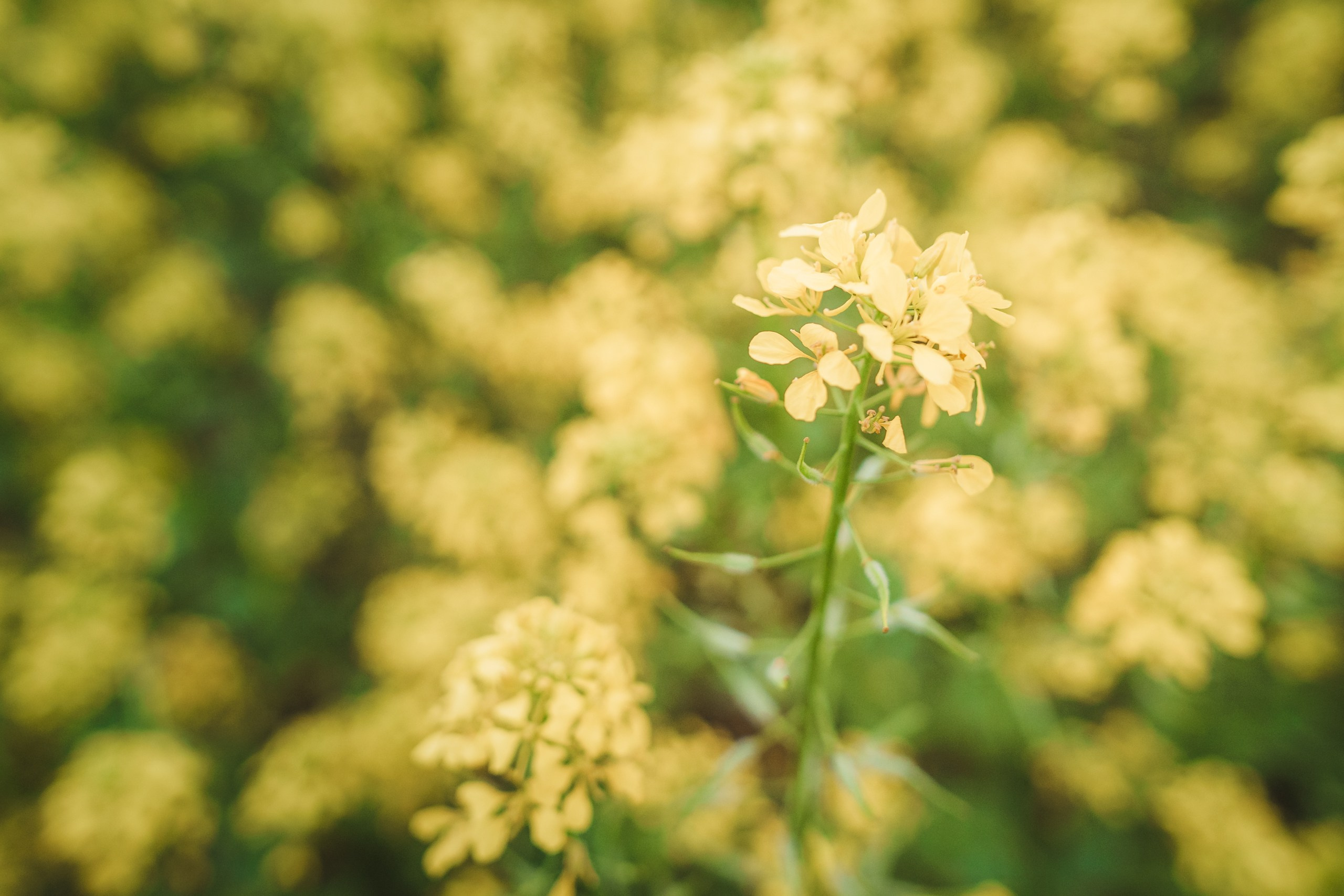Фотосъемки на природе прогулки семейные фотопрогулки