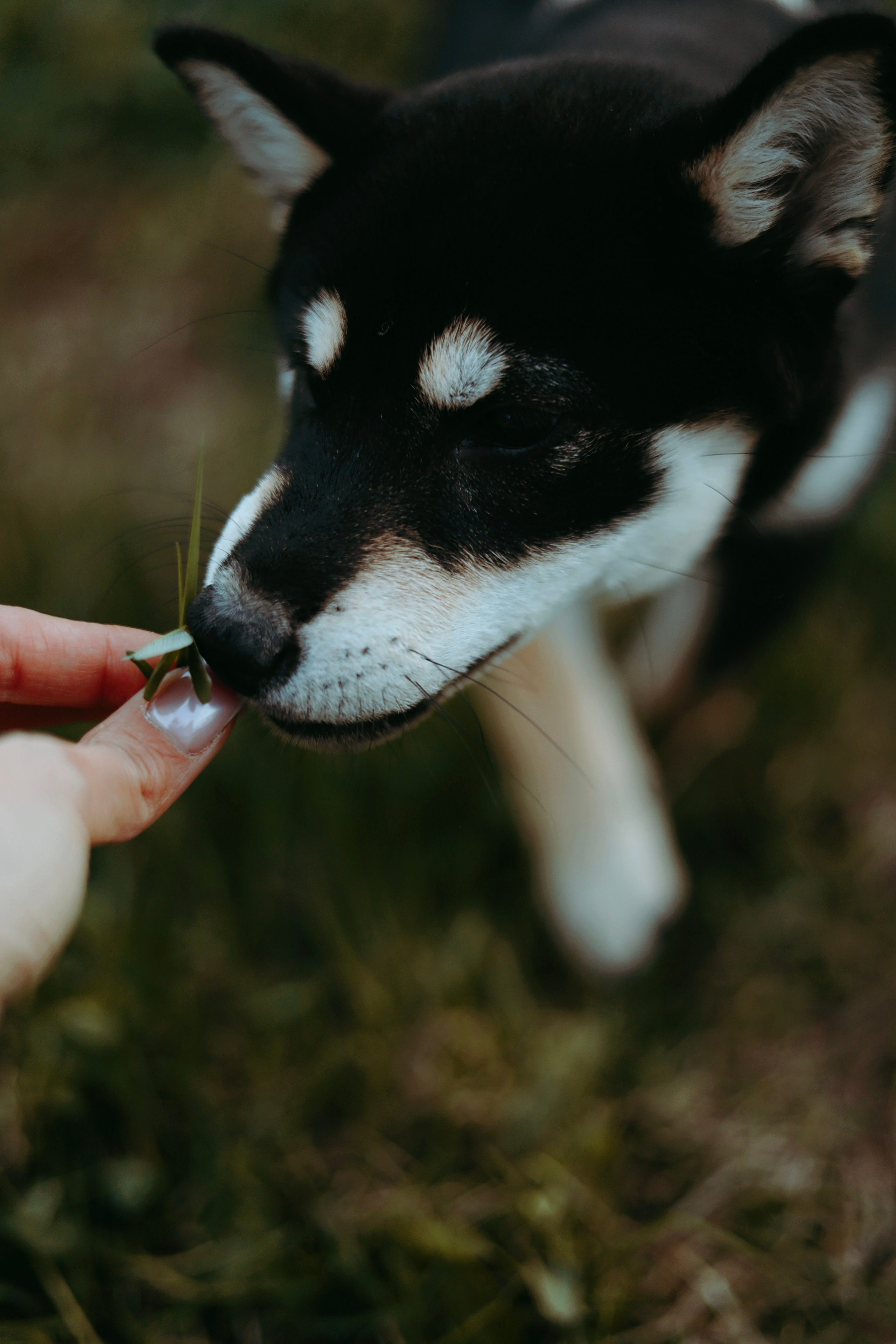 Puppy. Фотосессии в Москве и Санкт-Петербурге, а также по столицам стран Евро