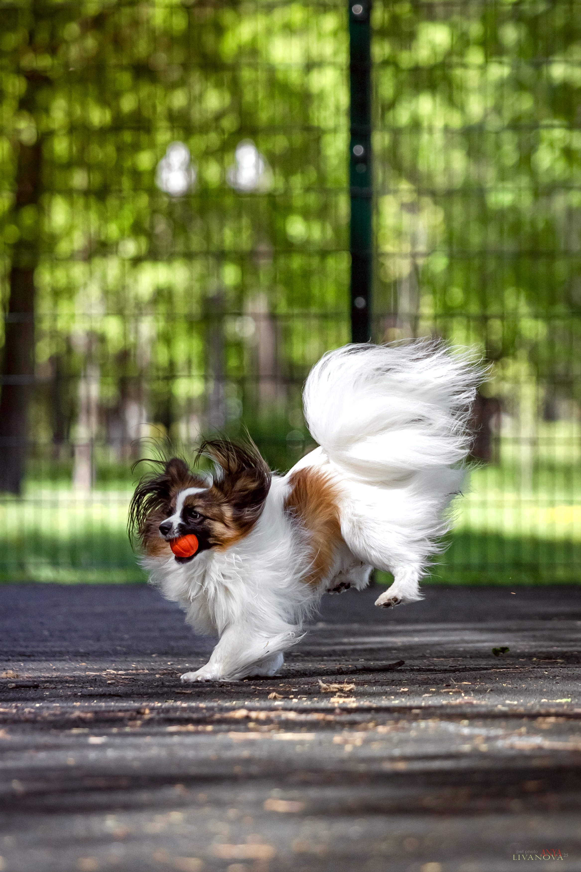 Хьюстон. Фотограф анималист Аня Ливанова | Рыбинск