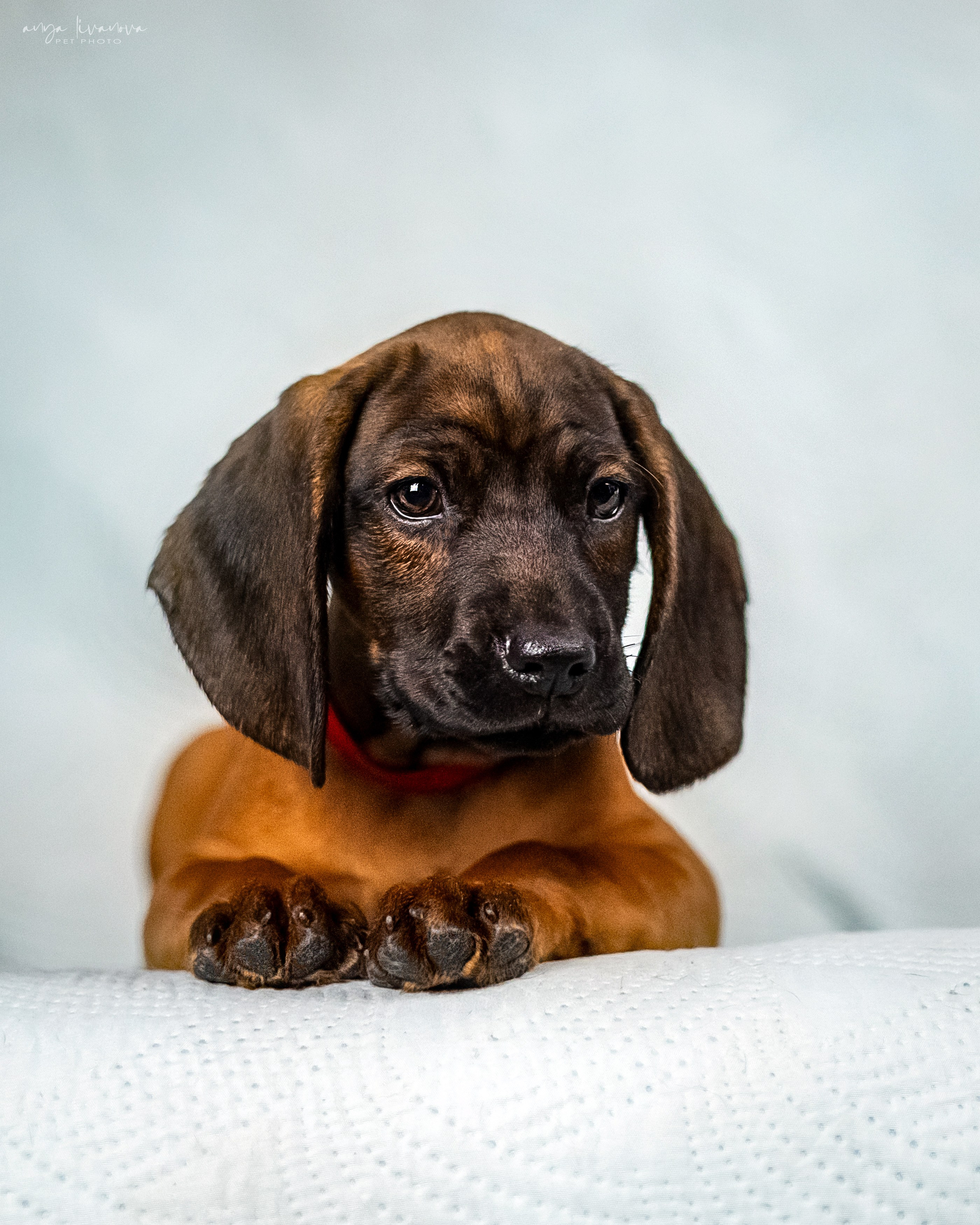 Баварцы. Фотограф анималист Аня Ливанова | Рыбинск