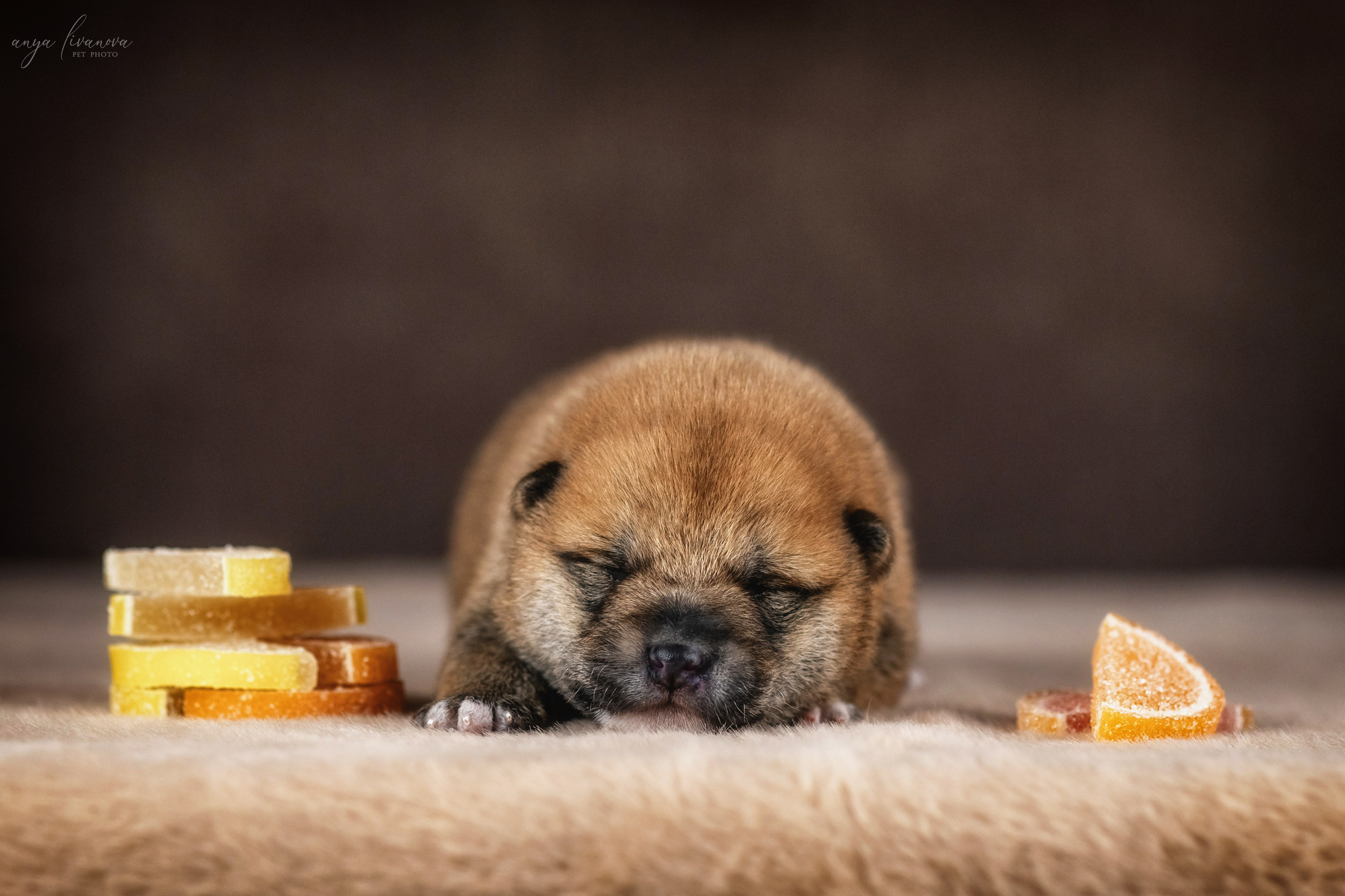 Сибы. Фотограф анималист Аня Ливанова | Рыбинск