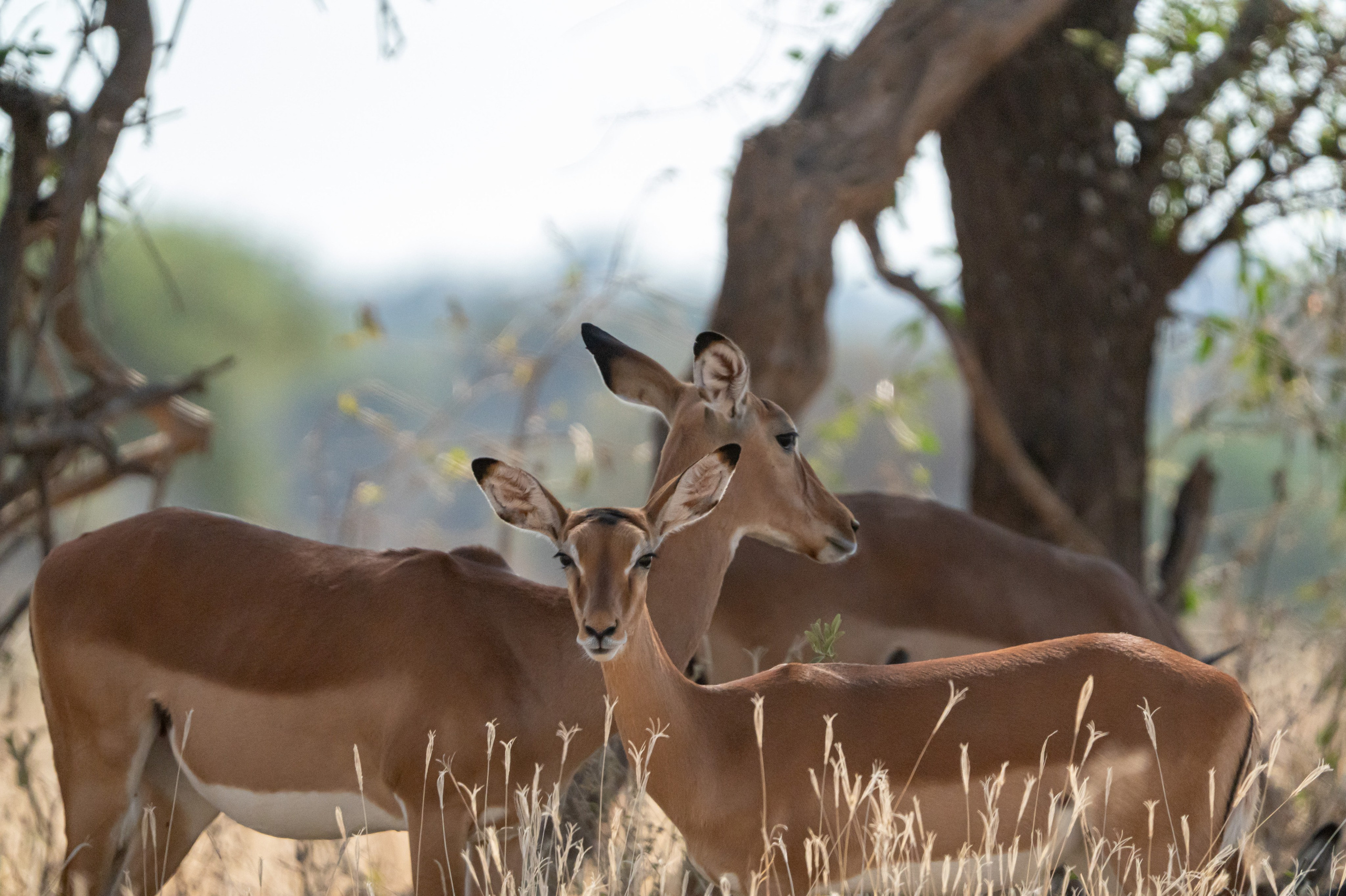 Танзания, сафари, 2025. Творческие сьемки