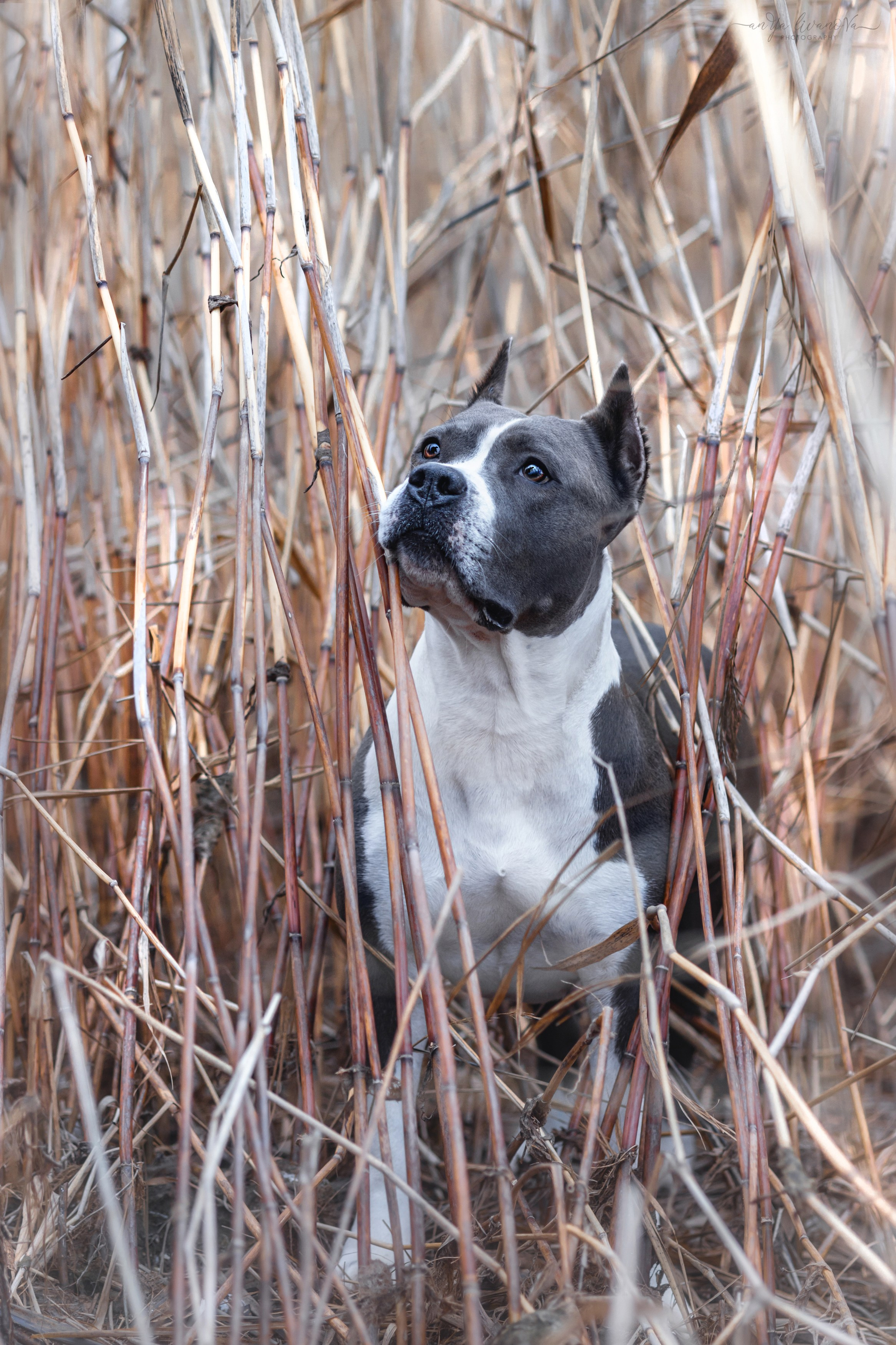 Деля. Фотограф анималист Аня Ливанова | Рыбинск
