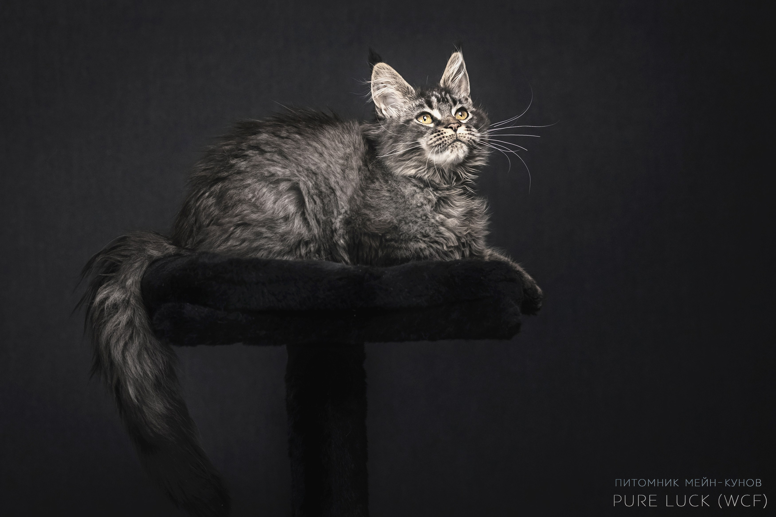 Куны. Фотограф анималист Аня Ливанова | Рыбинск