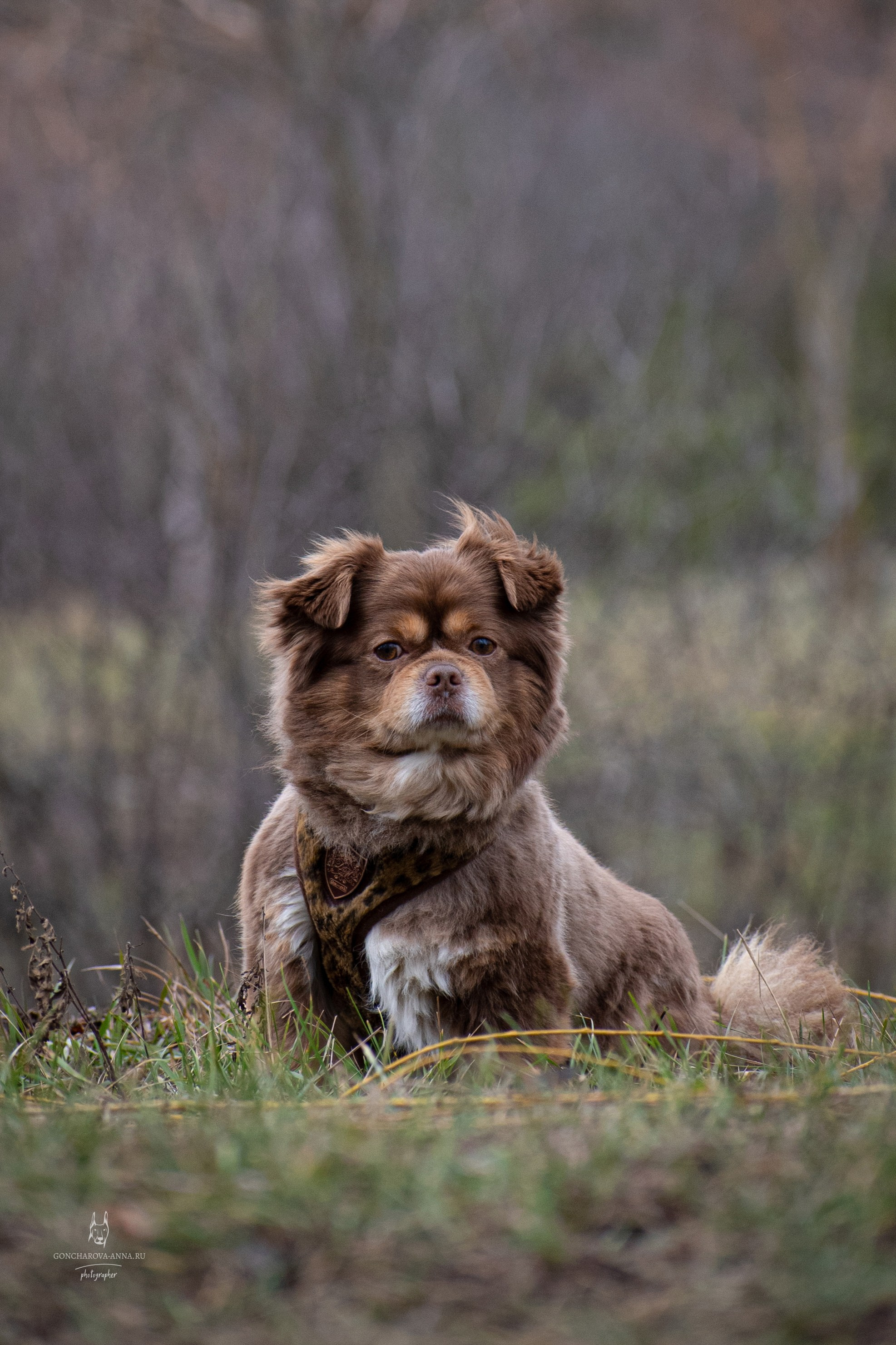 Фотопрогулки. Фотограф анималист в Ростове I Гончарова Анна