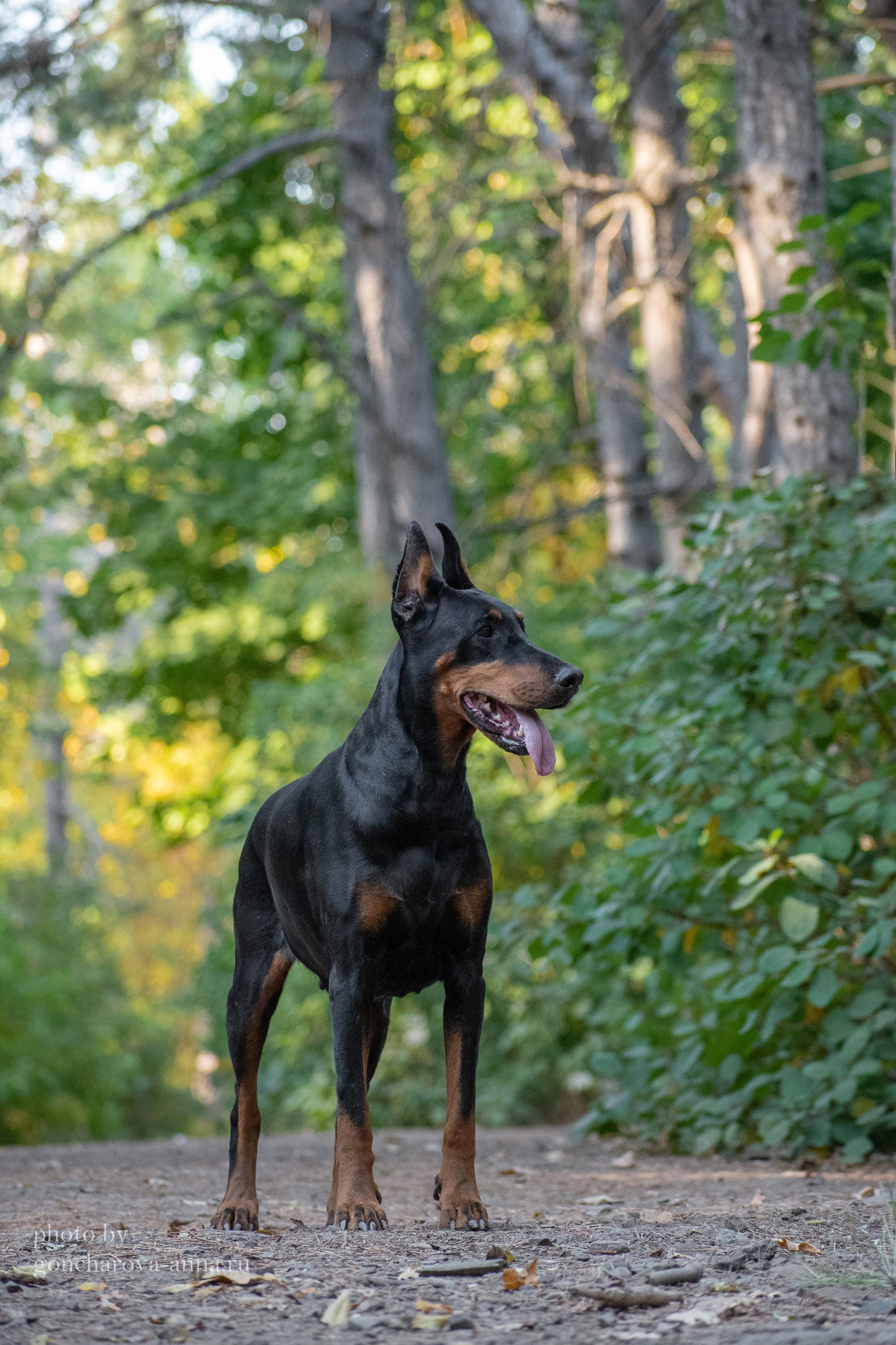 Фотопрогулки. Фотограф анималист в Ростове I Гончарова Анна