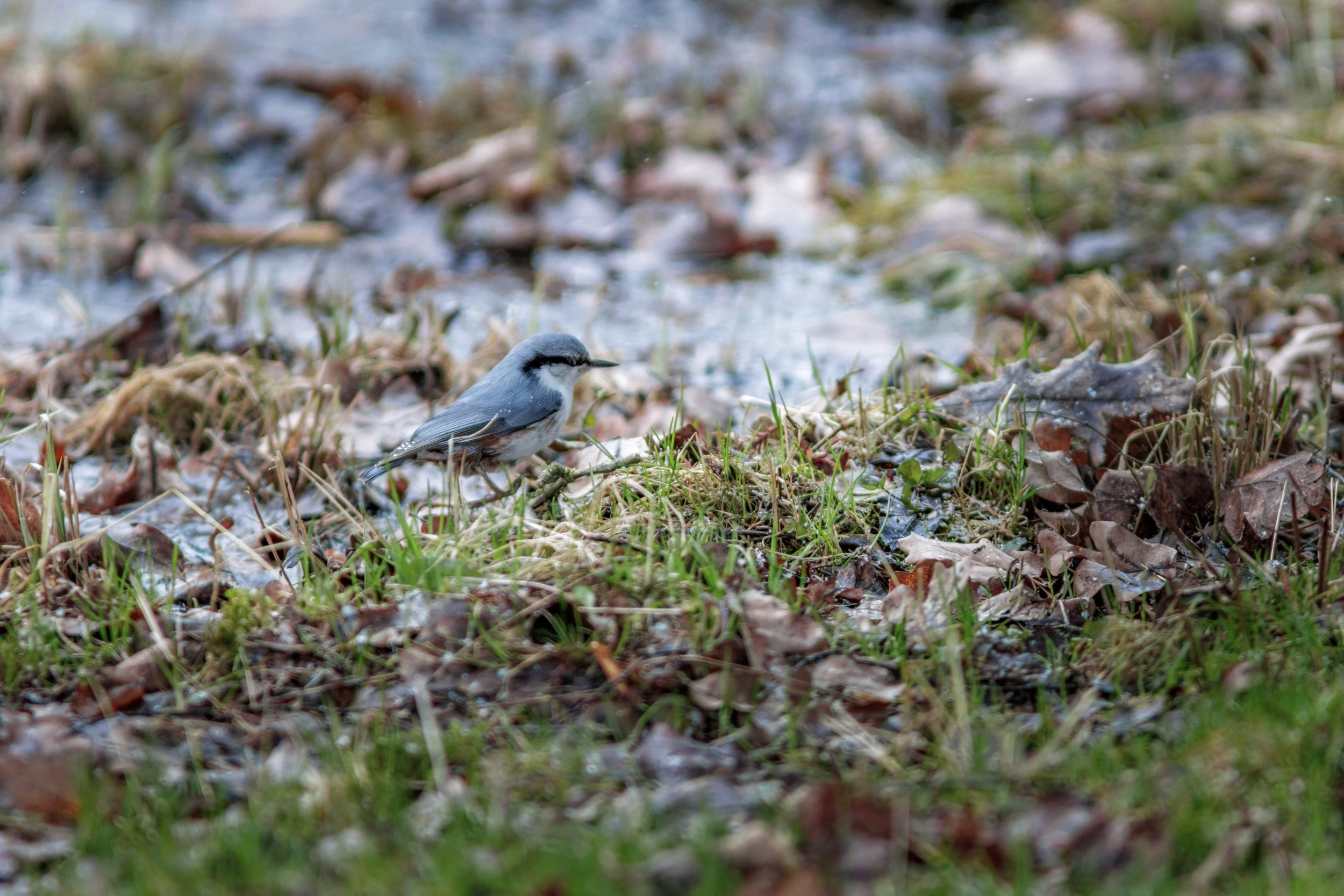 Поползень. Фотограф дикой природы Роман Исаенков