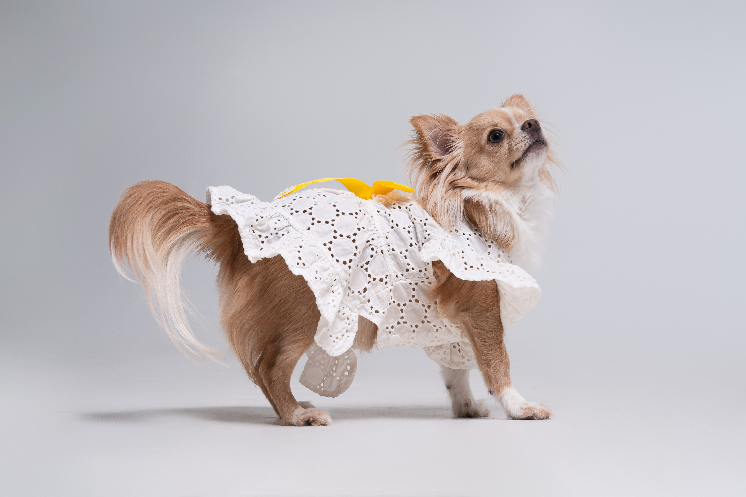 Катя и Мася: история в студии. Портретный и репортажный фотограф в Воронеже: Анастасия Пузикова