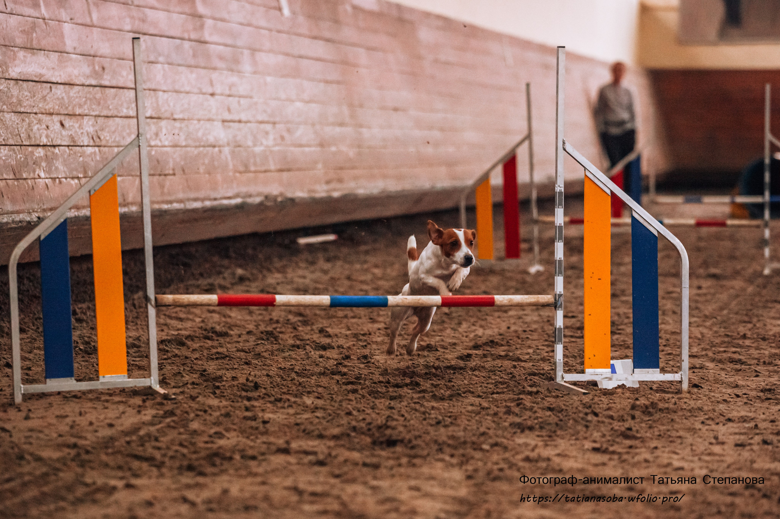 Соревнования по Аджилити 25.02.2024. Фотограф-анималист Татьяна Степанова