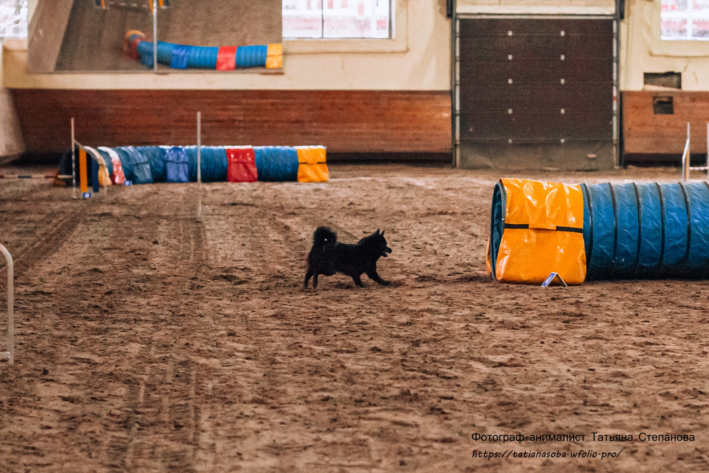 Соревнования по Аджилити 25.02.2024. Фотограф-анималист Татьяна Степанова