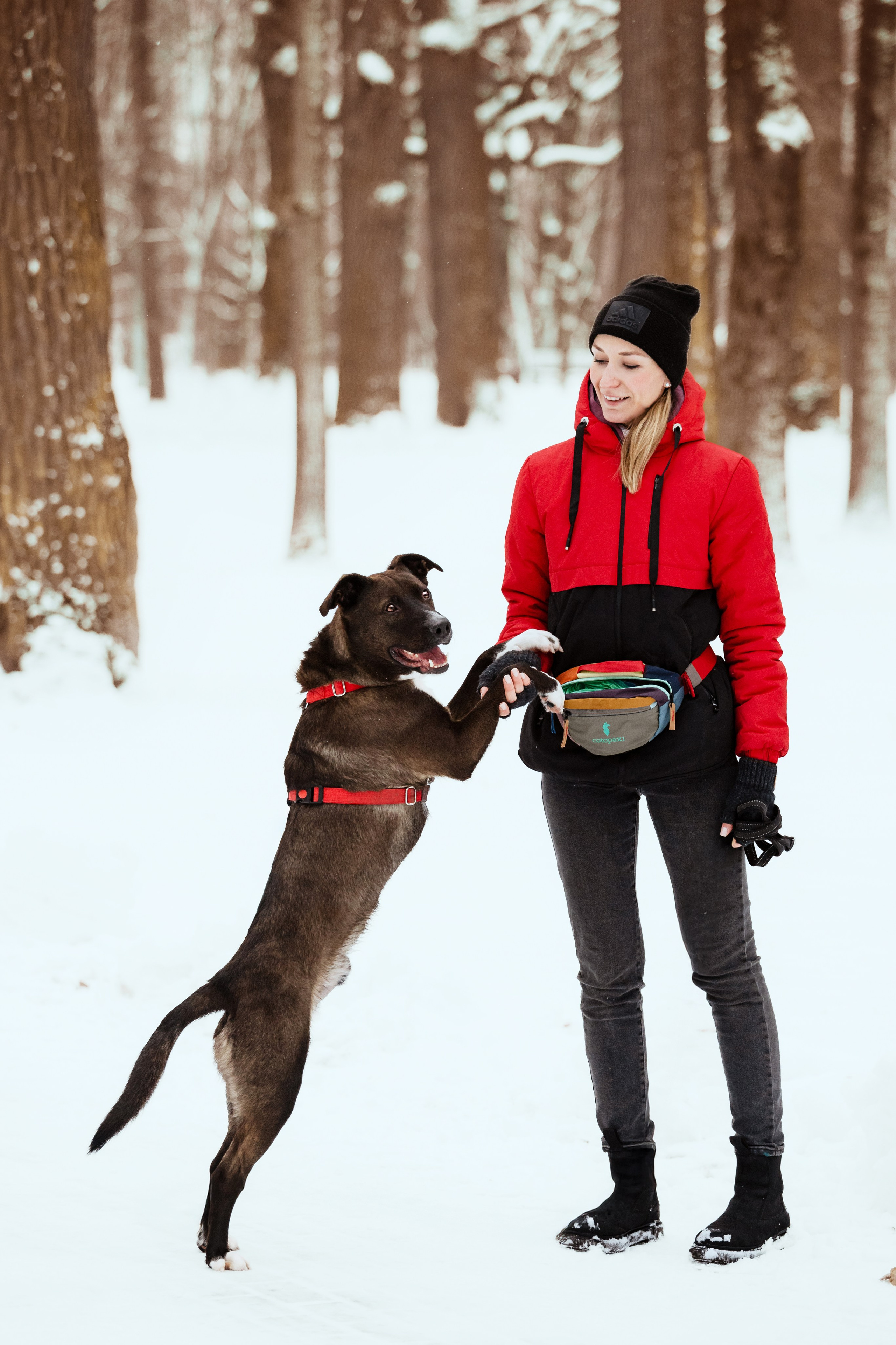 Собаки из приюта Дубовая роща зима. Фотограф-анималист Татьяна Степанова