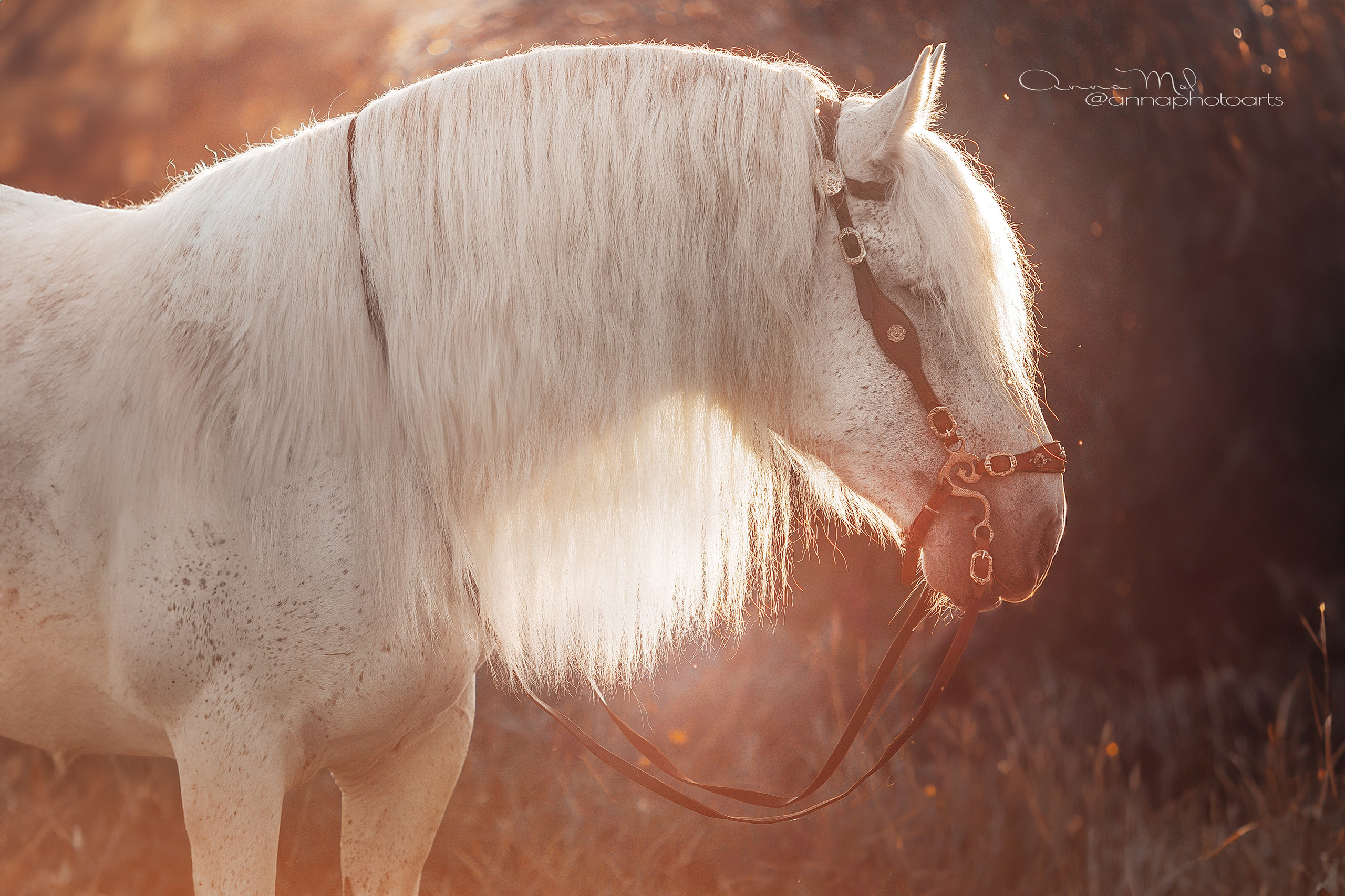 Съемка для лошадей. Анна Молчанова конный фотограф в Тюмени | фотосессии с лошадьми Тюмень