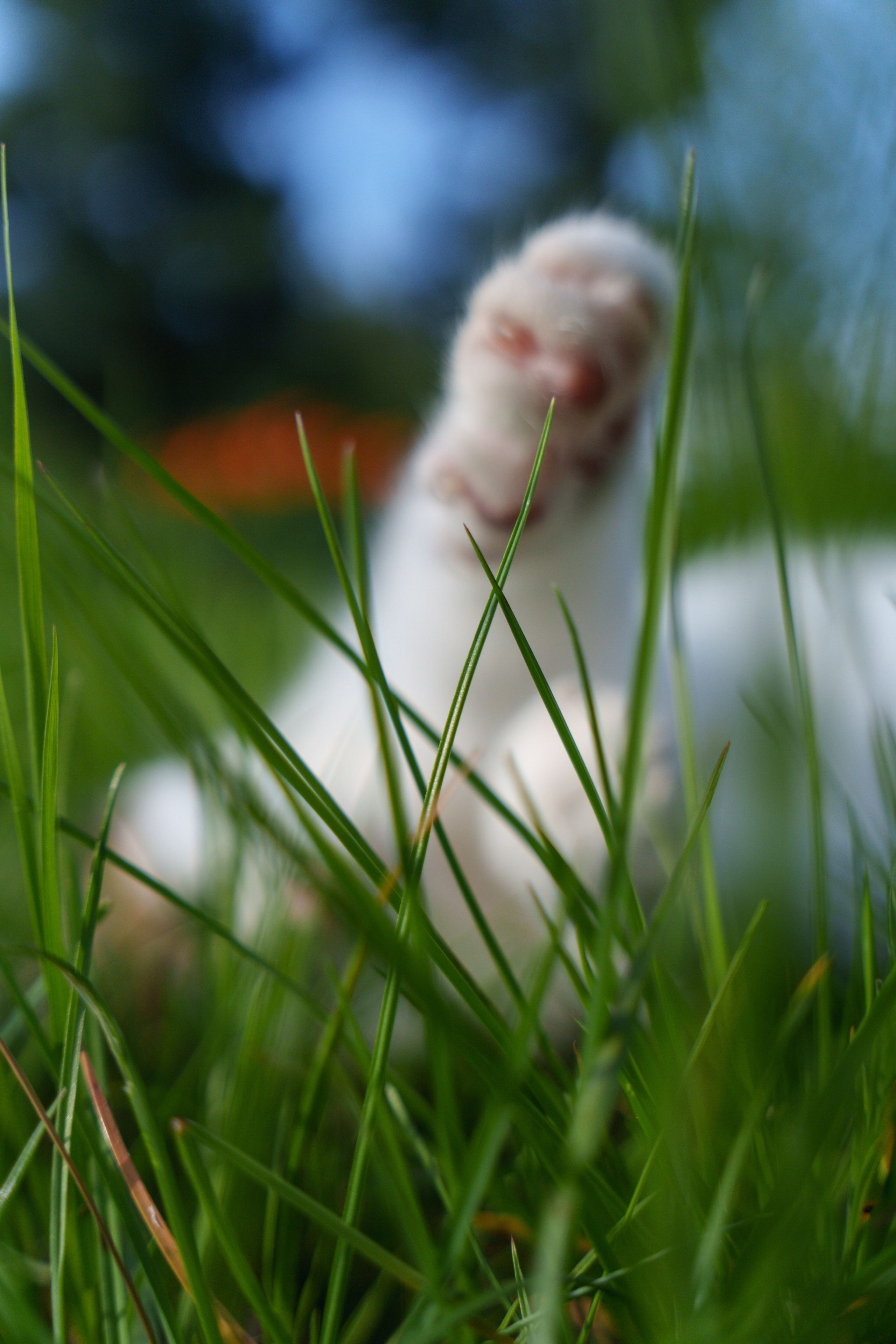 Животные. Фотограф в Санкт-Петербурге Ибрагимова Алина