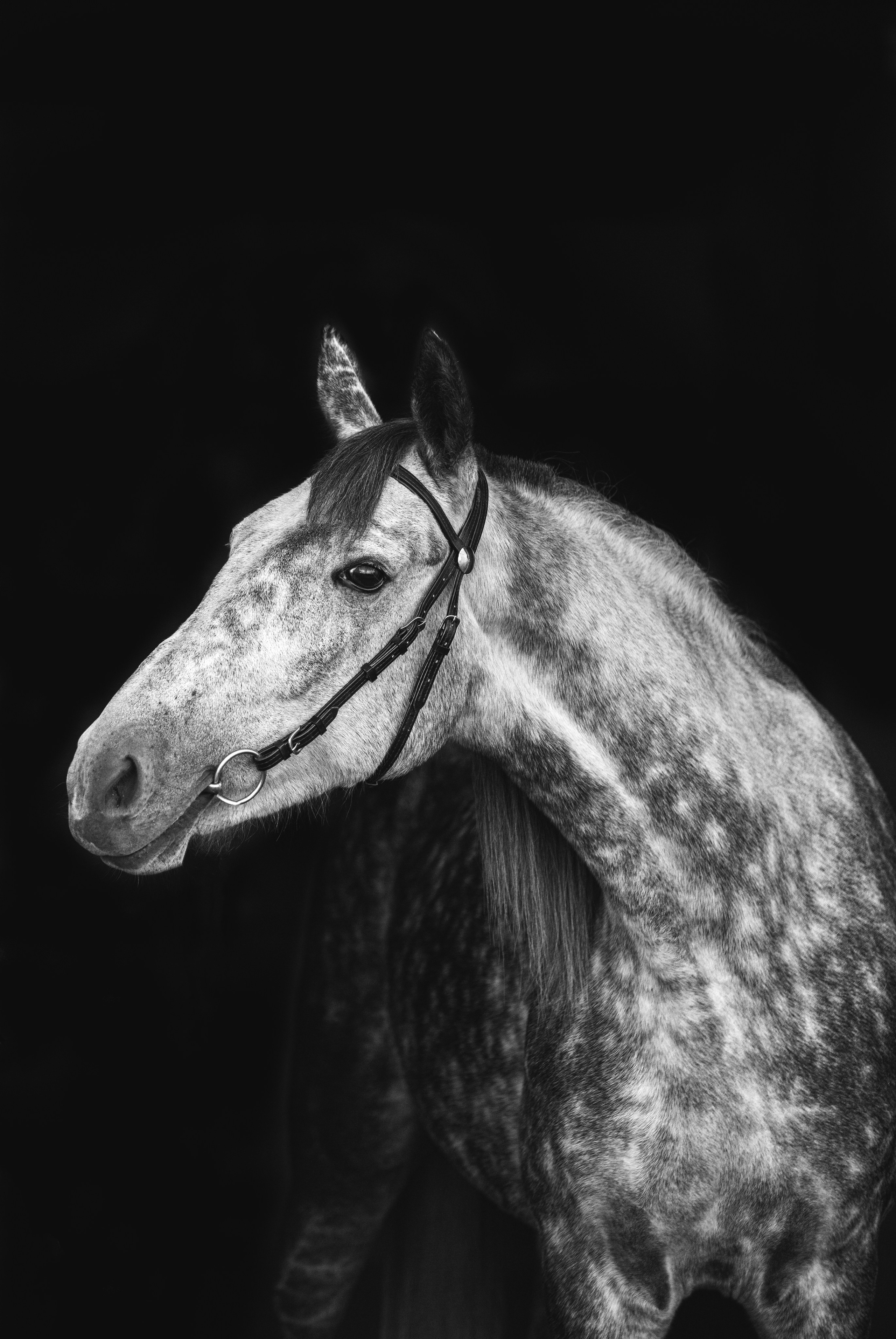 Портреты лошадей. Главная