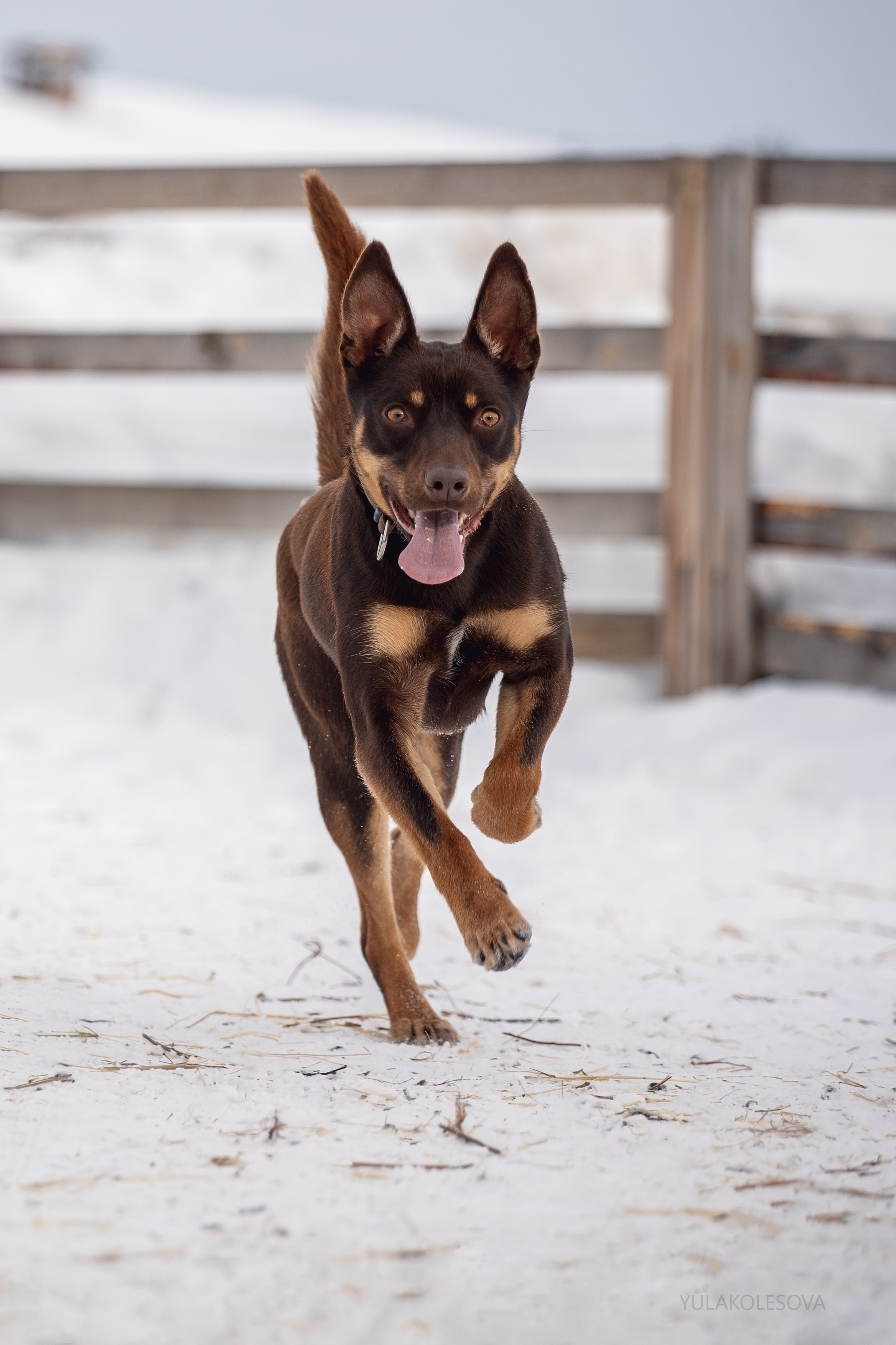 Алиса и Вегас. YULA KOLESOVA | Фотограф — Анималист | Художник | Тюмень