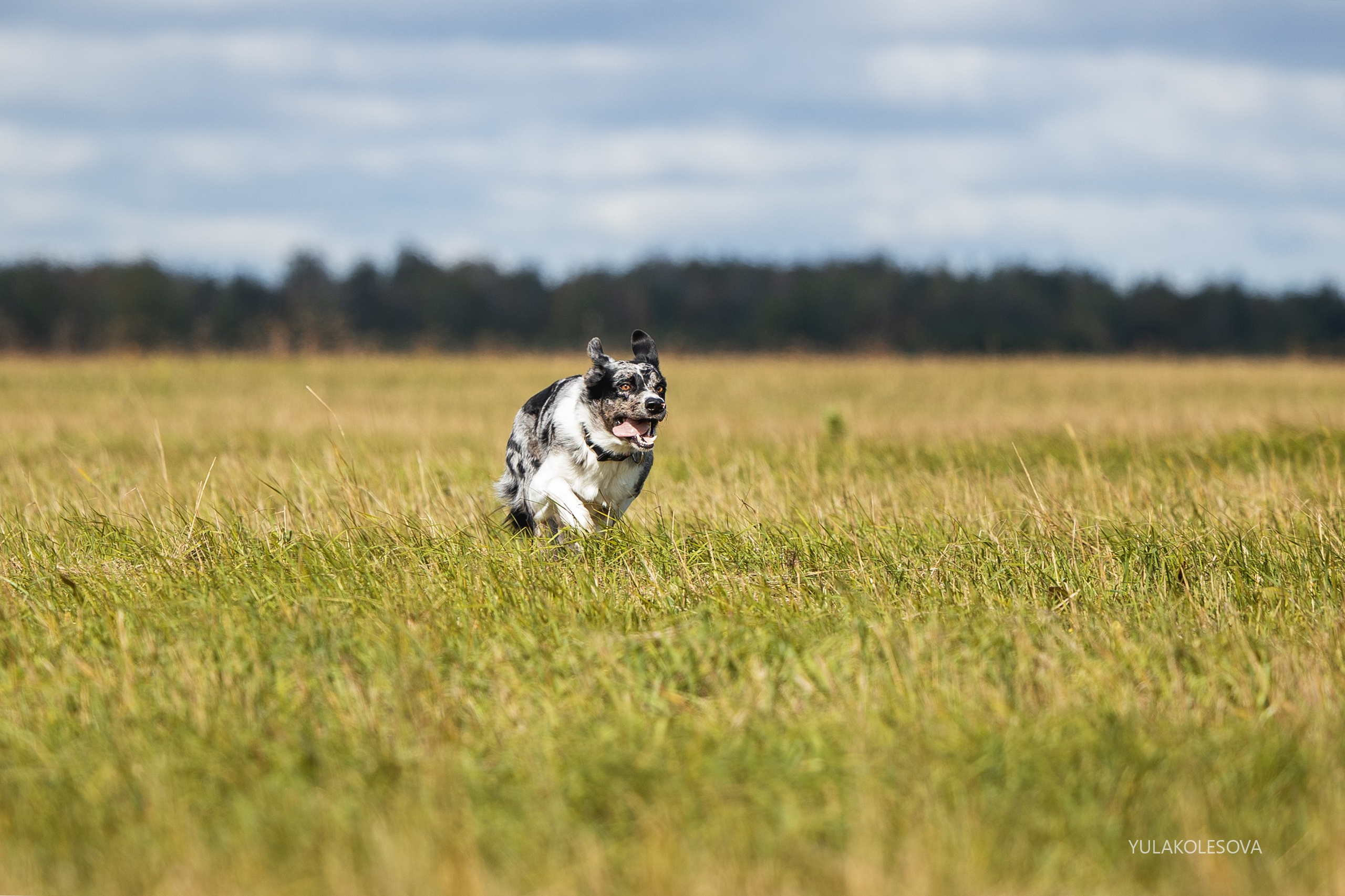 Пастуший интенсив, сентябрь 2024. YULA KOLESOVA | Фотограф — Анималист | Художник | Тюмень