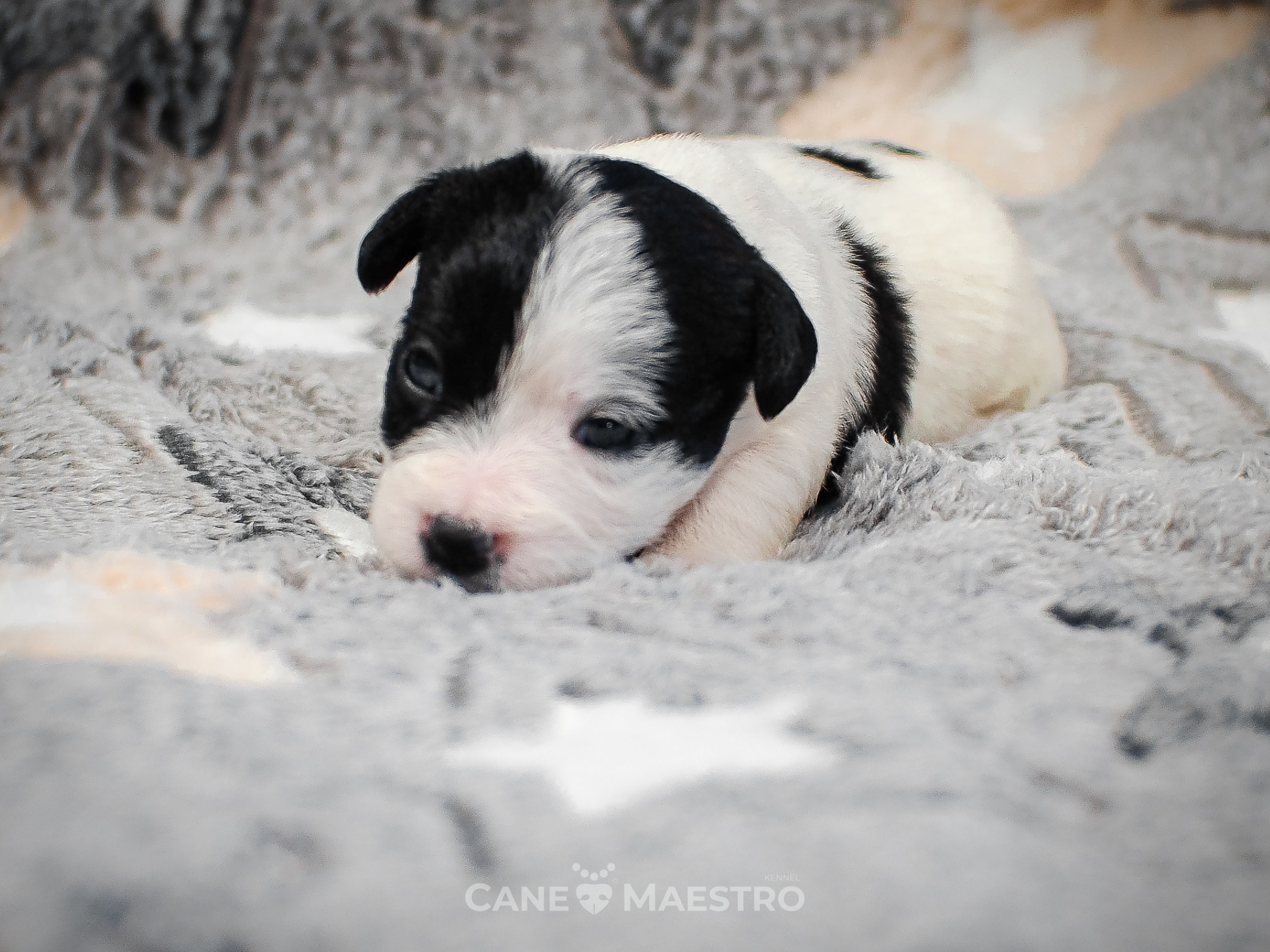 КОБ_Z_2_BLACK_27_08_2025. CANE MAESTRO — kennel Jack Russell Terrier