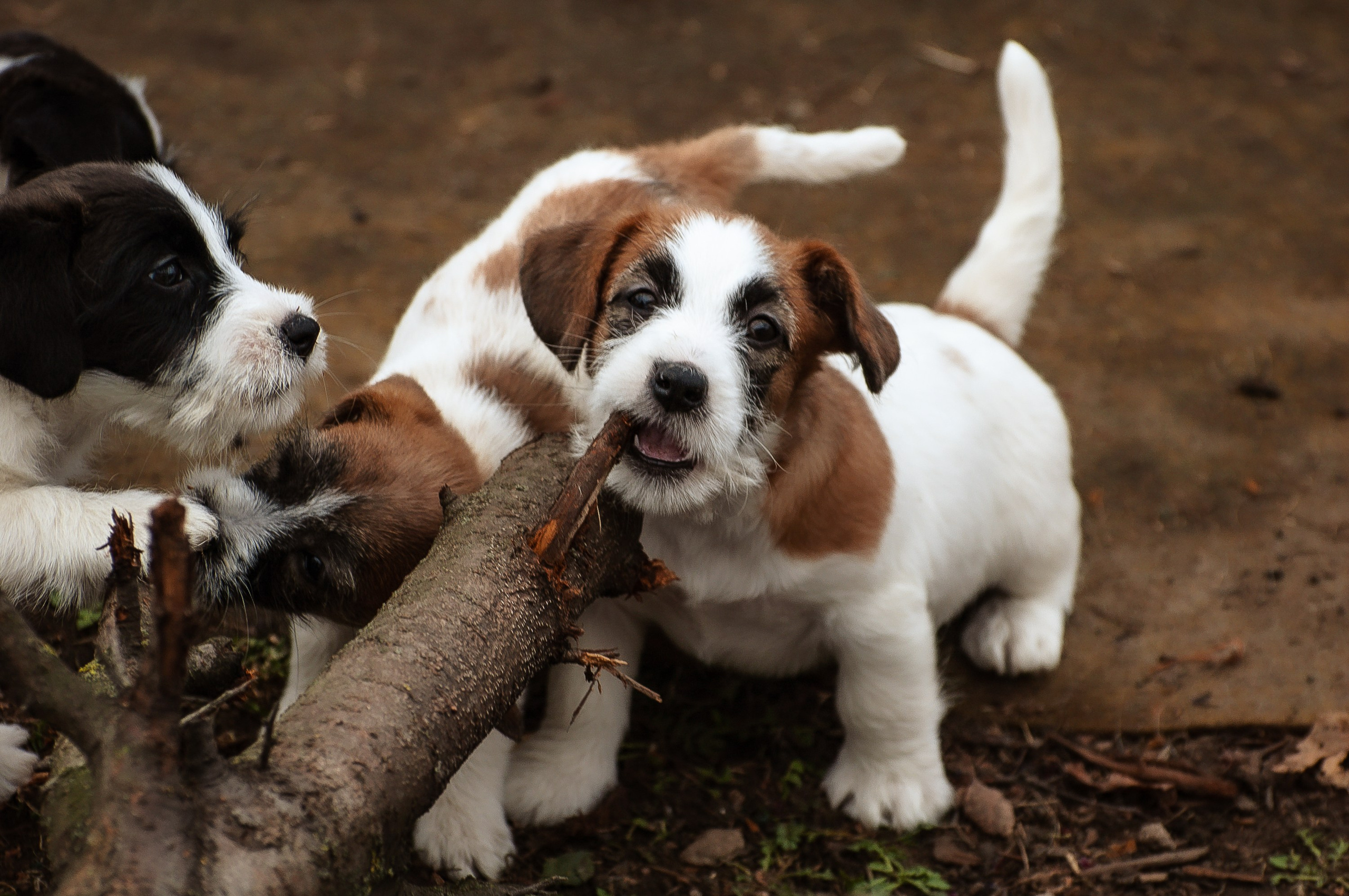 X_MAL_3_БРЫЖ. CANE MAESTRO — kennel Jack Russell Terrier