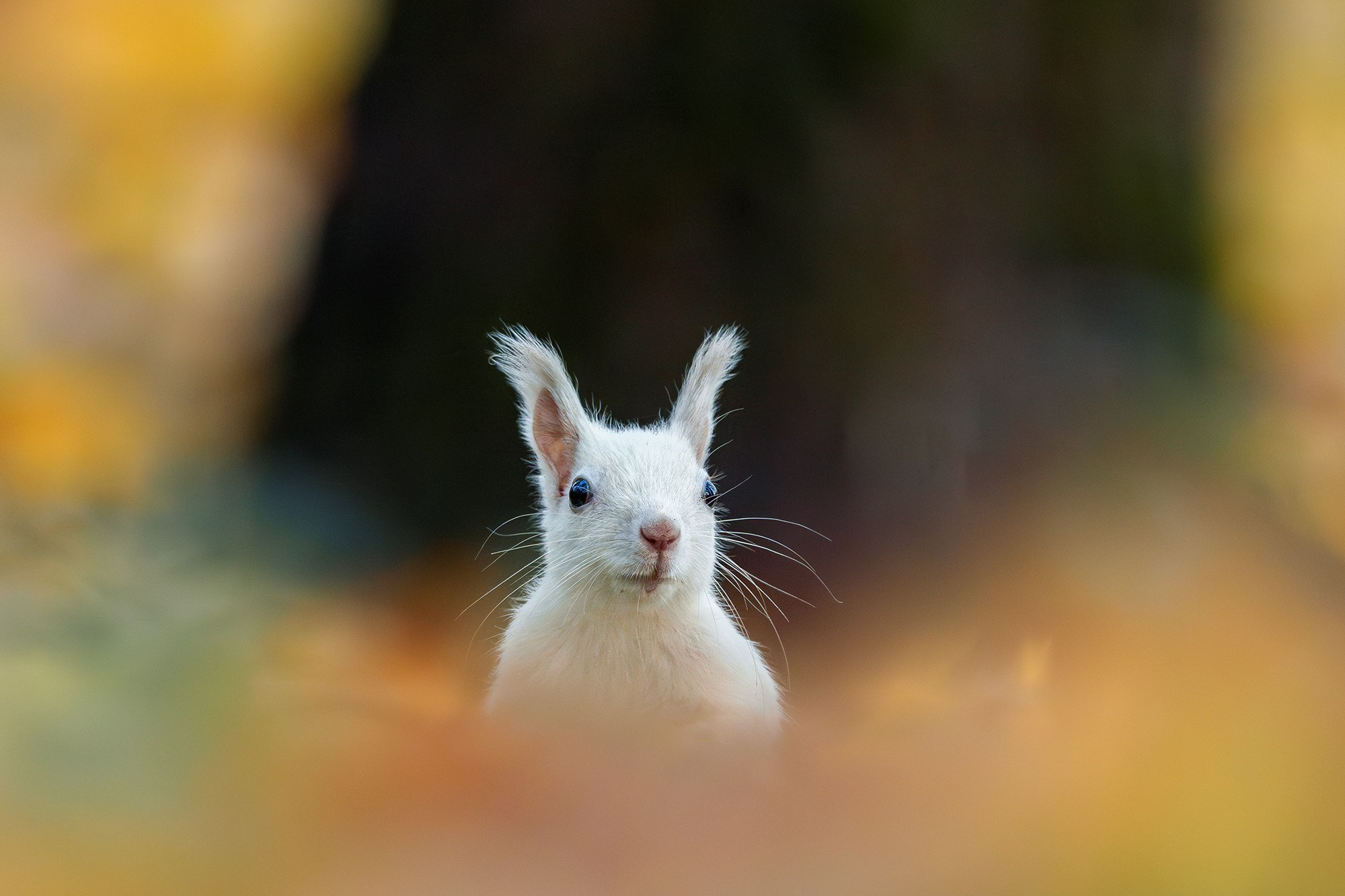 Животные. Ваш личный фотограф Марина Волкова
