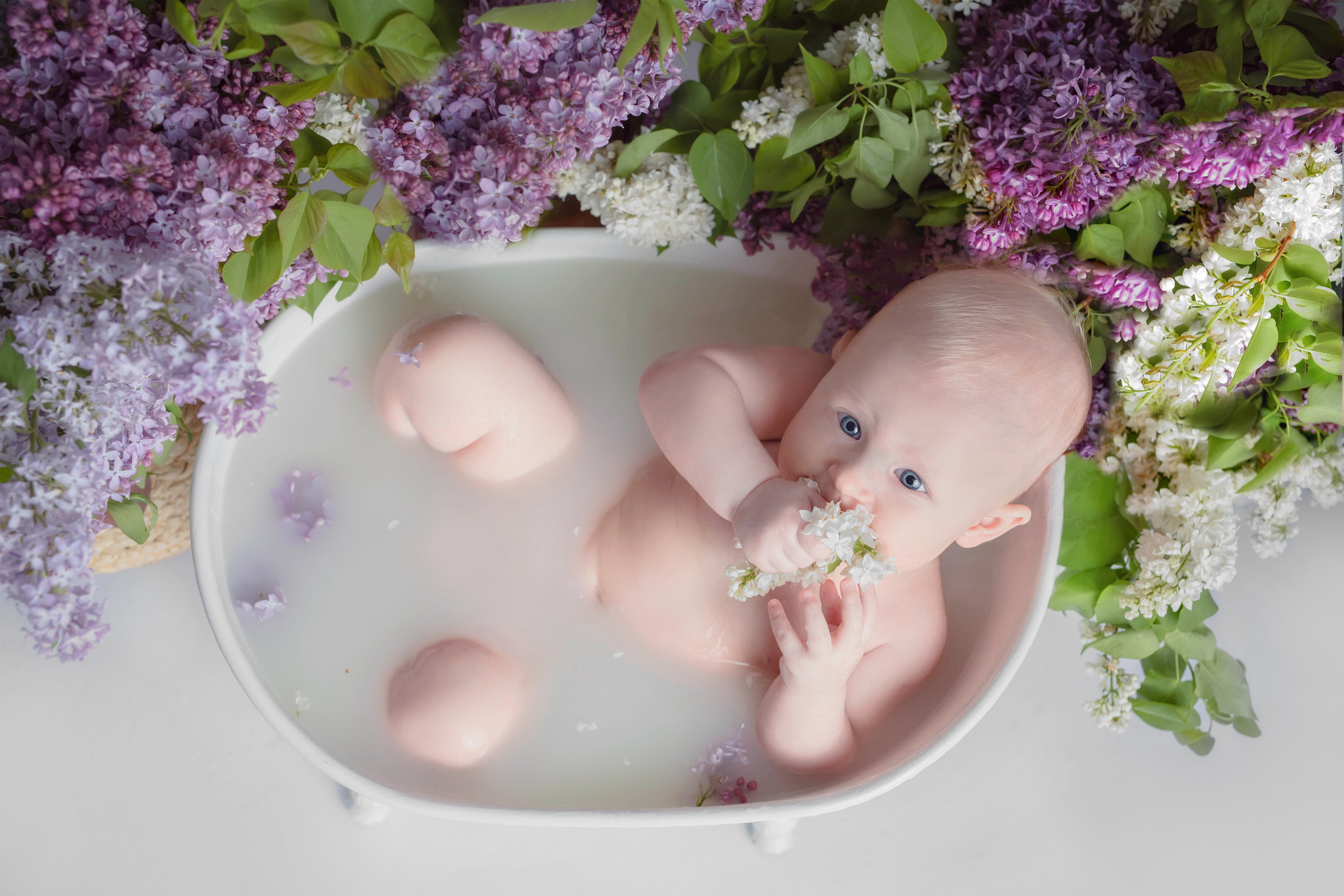 Пионы, молочные ванны. Фотограф Болотова Иветта