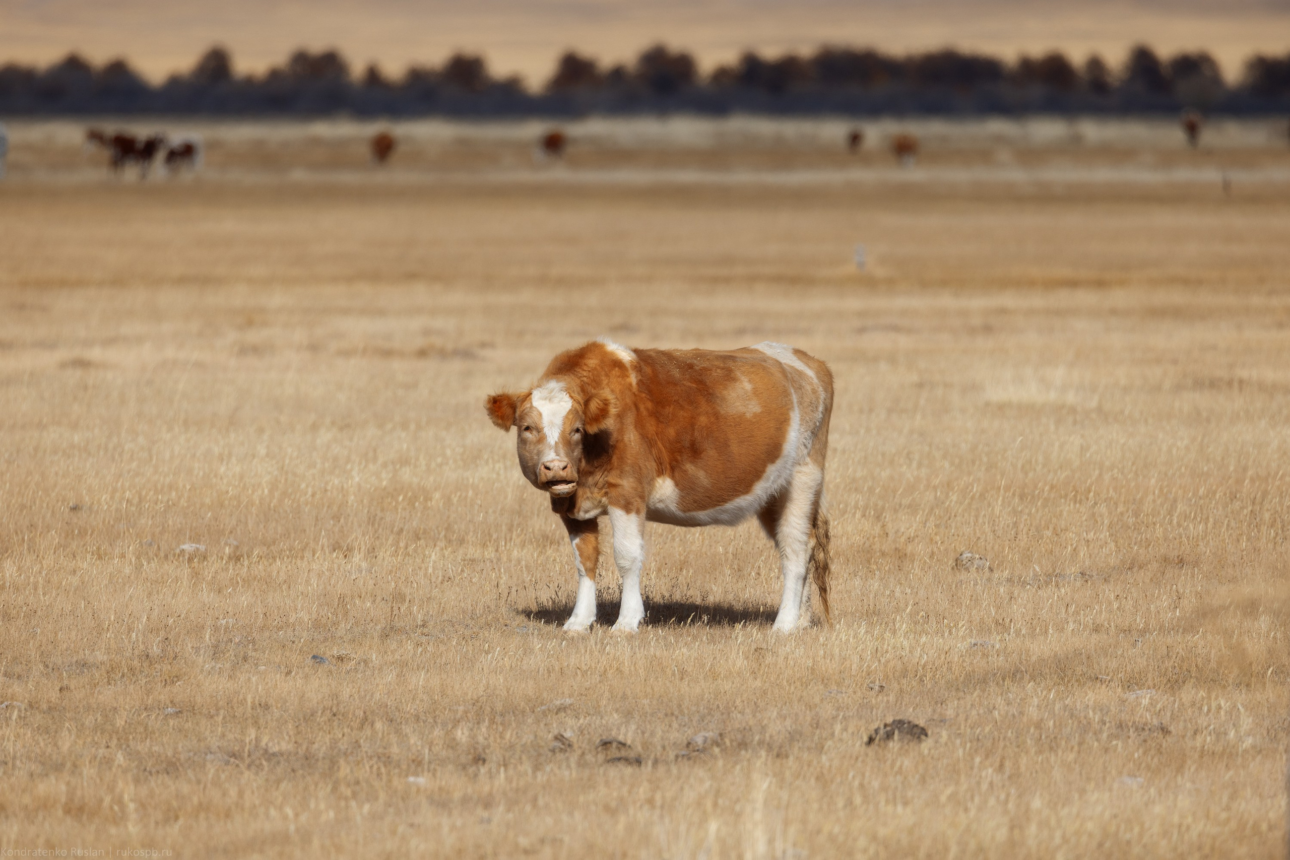 Горный Алтай. Архитектурный и пейзажный фотограф Кондратенко Руслан, Санкт-Петербург