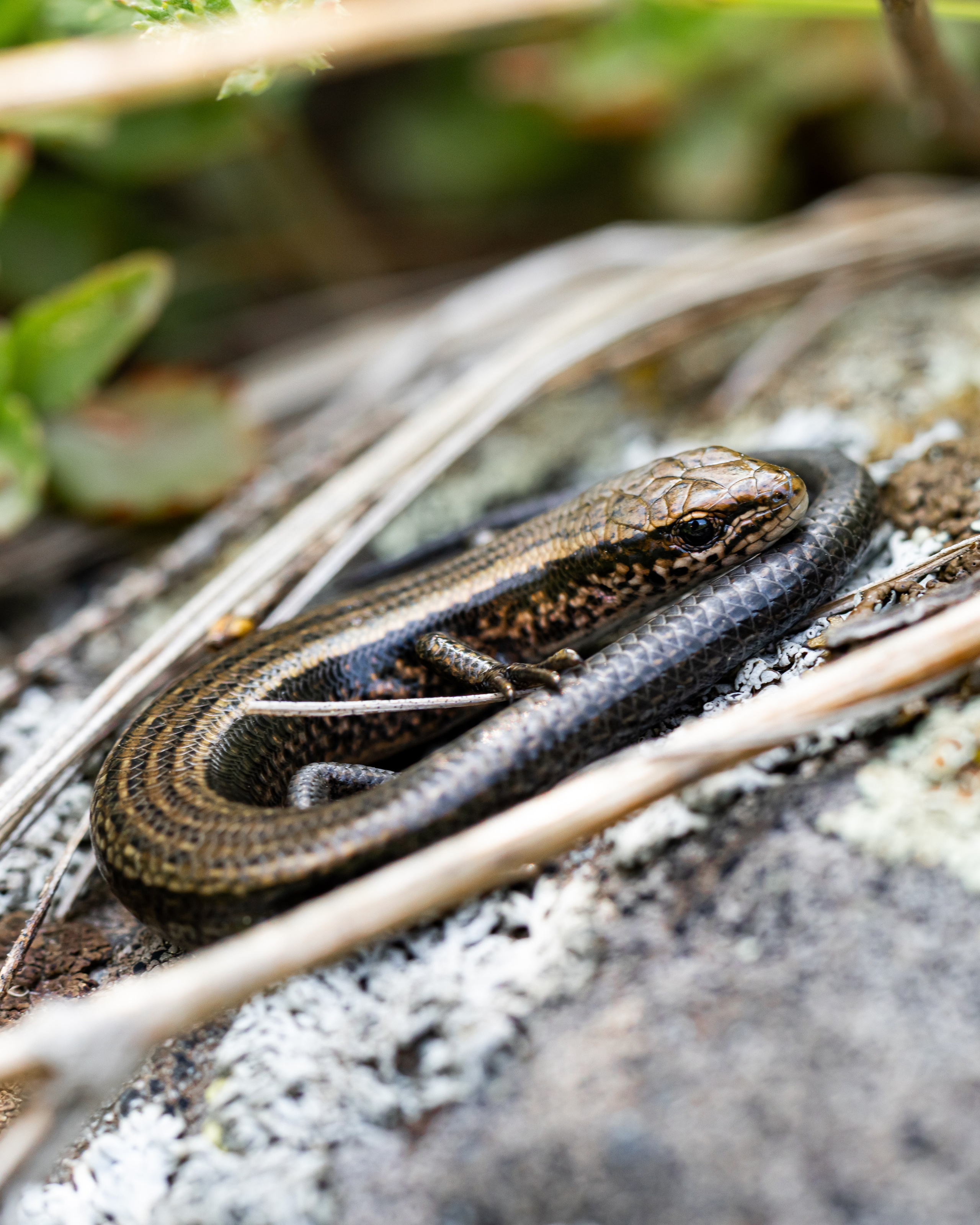 МАКРО. Фотограф в Алматы Артемий Матюнин